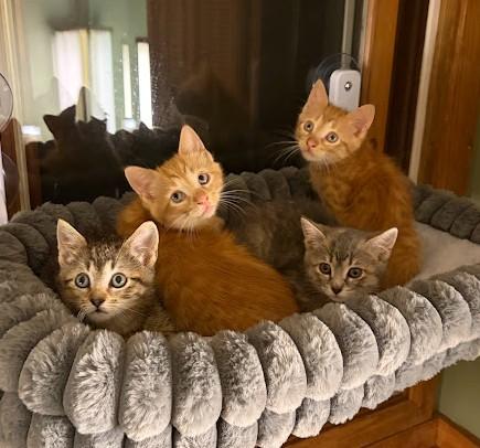 Enlarge Eeyore, a Adopted Domestic Short Hair in Andover, MN image 6/6