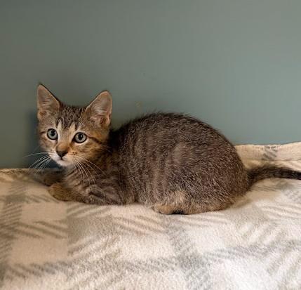 Enlarge Eeyore, a Adopted Domestic Short Hair in Andover, MN image 2/6