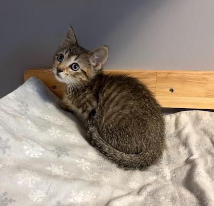 Enlarge Eeyore, a Adopted Domestic Short Hair in Andover, MN image 3/6