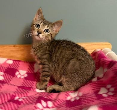 Eeyore, Adopted, Kitten Male Domestic Short Hair.