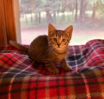 Enlarge Eeyore, a Adopted Domestic Short Hair in Andover, MN image 4/6