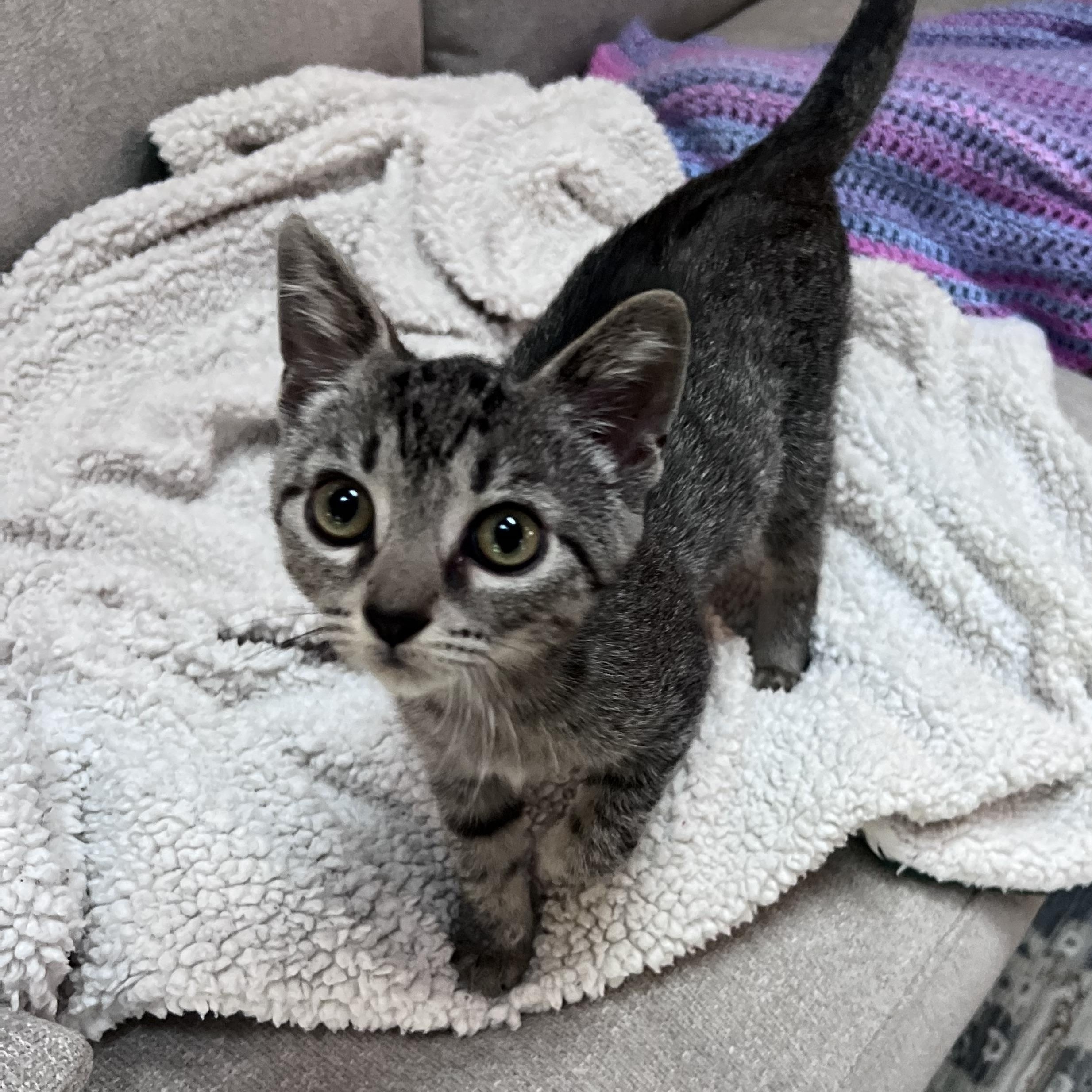Cassiopeia and her Brothers, a Adoptable Domestic Short Hair in Alexandria, VA image 1/6