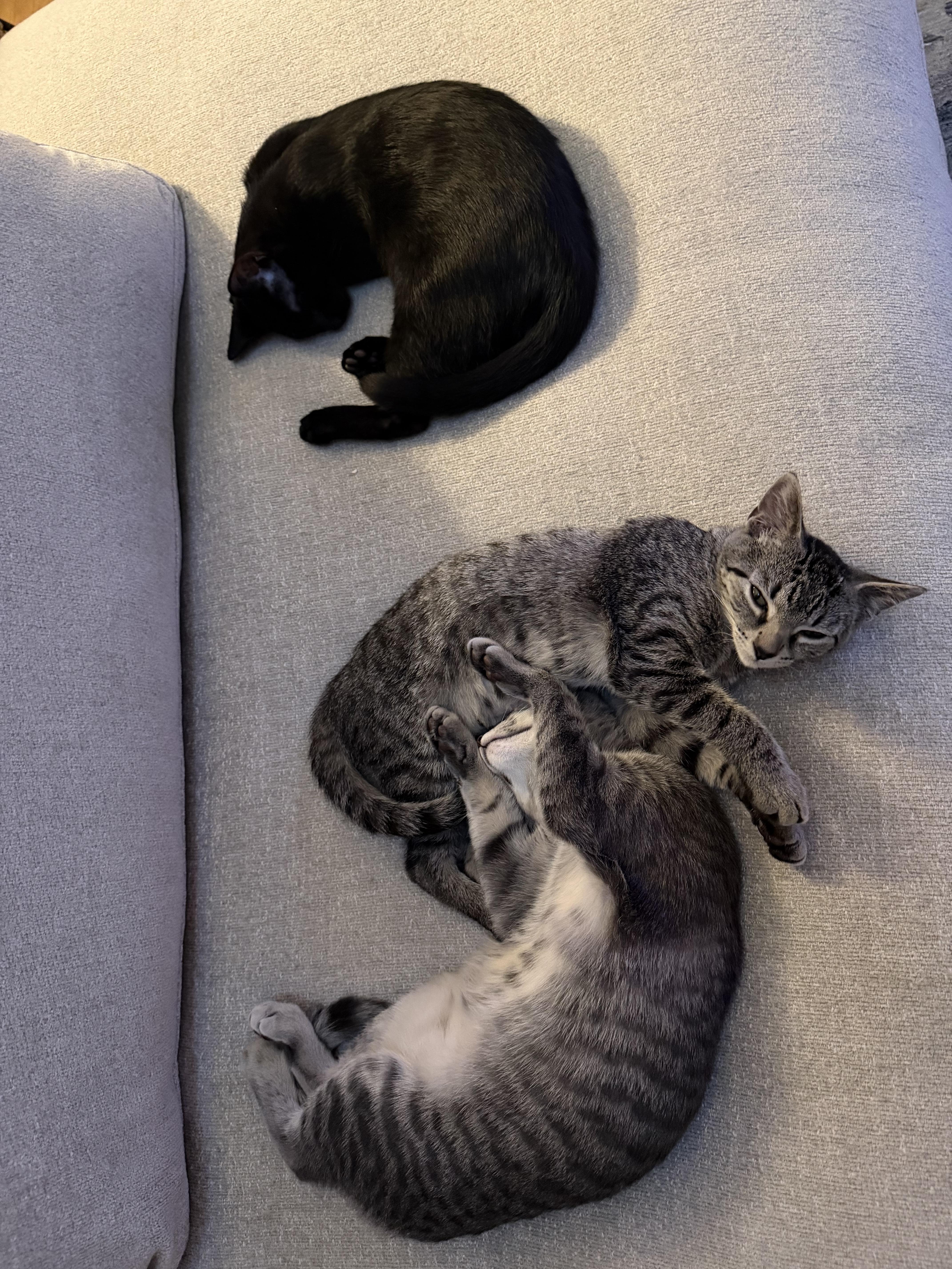 Cassiopeia and her Brothers, a Adoptable Domestic Short Hair in Alexandria, VA image 4/6