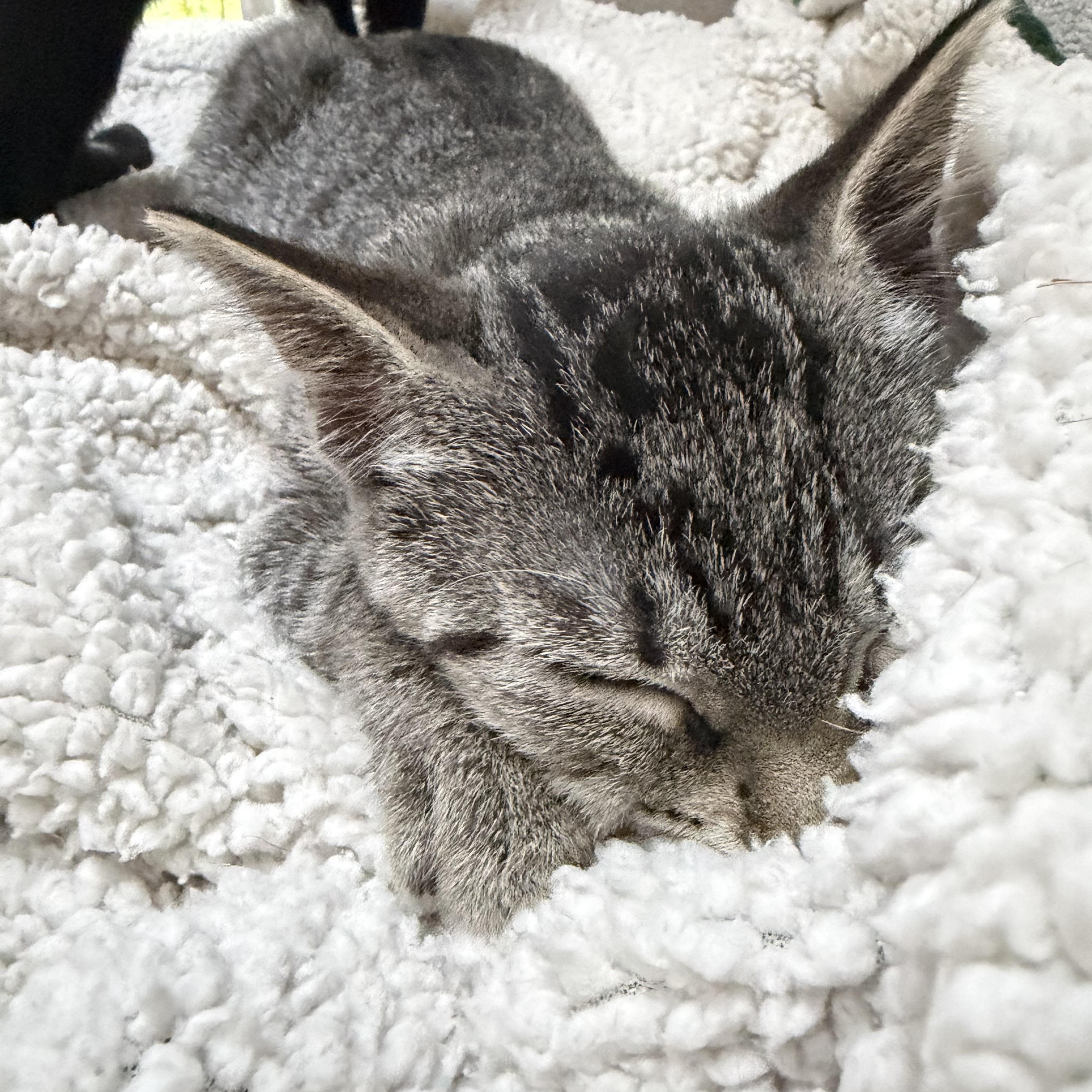 Cassiopeia and her Brothers, a Adoptable Domestic Short Hair in Alexandria, VA image 5/6