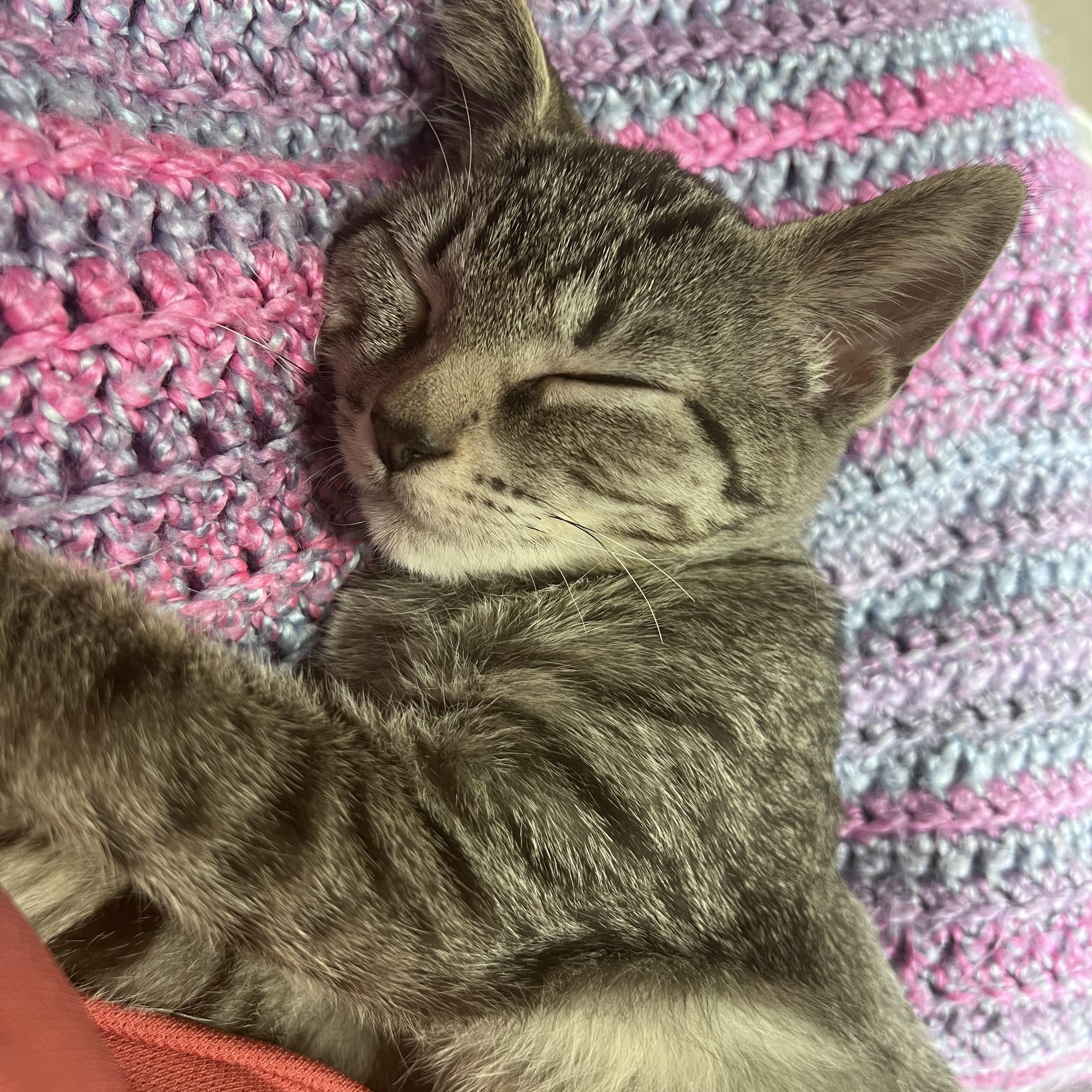 Cassiopeia and her Brothers, a Adoptable Domestic Short Hair in Alexandria, VA image 2/6