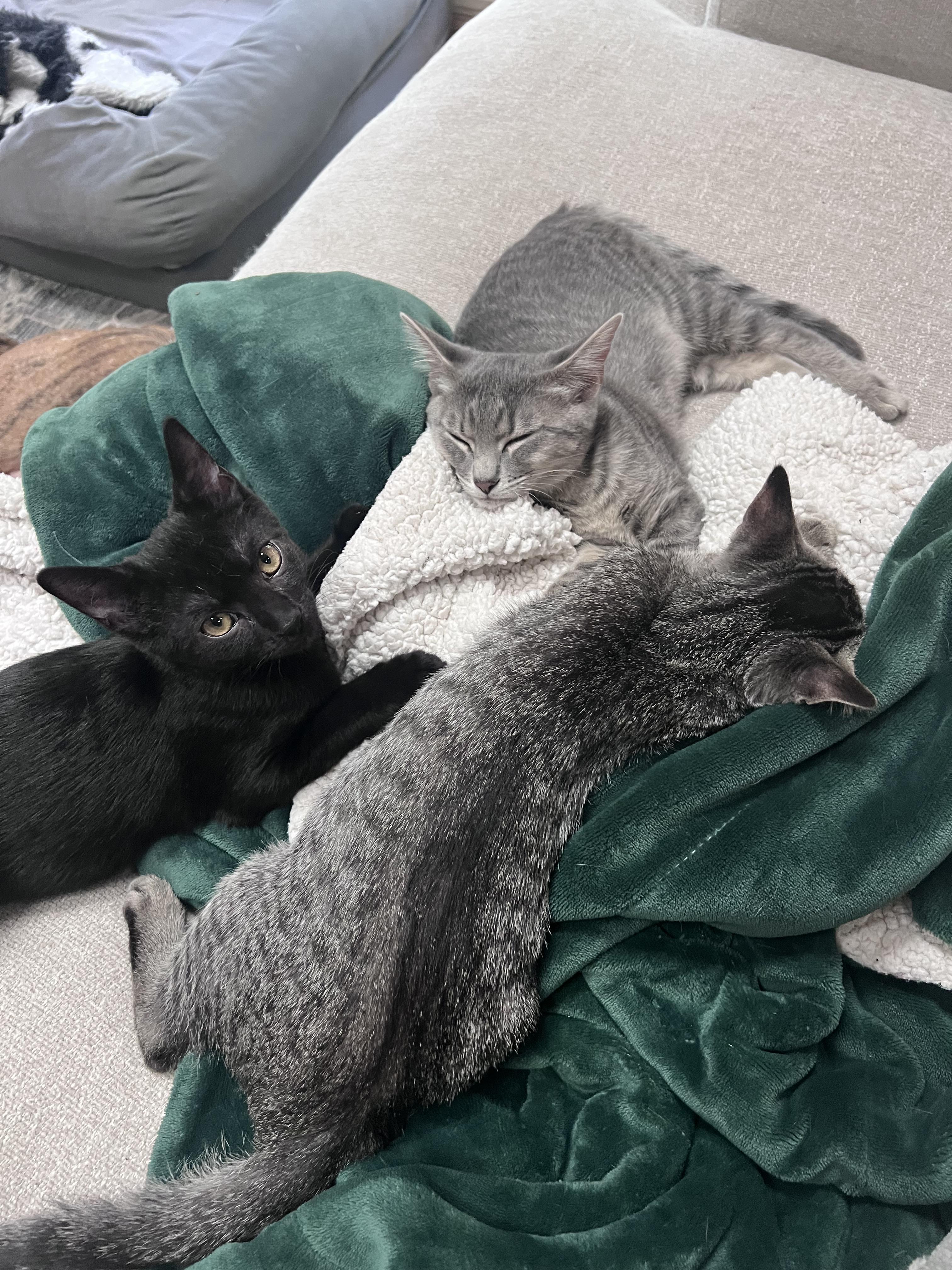 Cassiopeia and her Brothers, a Adoptable Domestic Short Hair in Alexandria, VA image 3/6