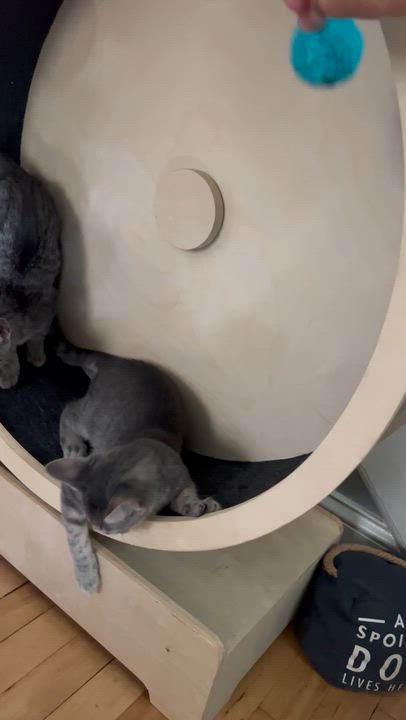 Enlarge Cassiopeia and her Brothers, a Adoptable Domestic Short Hair in Alexandria, VA video 6/6