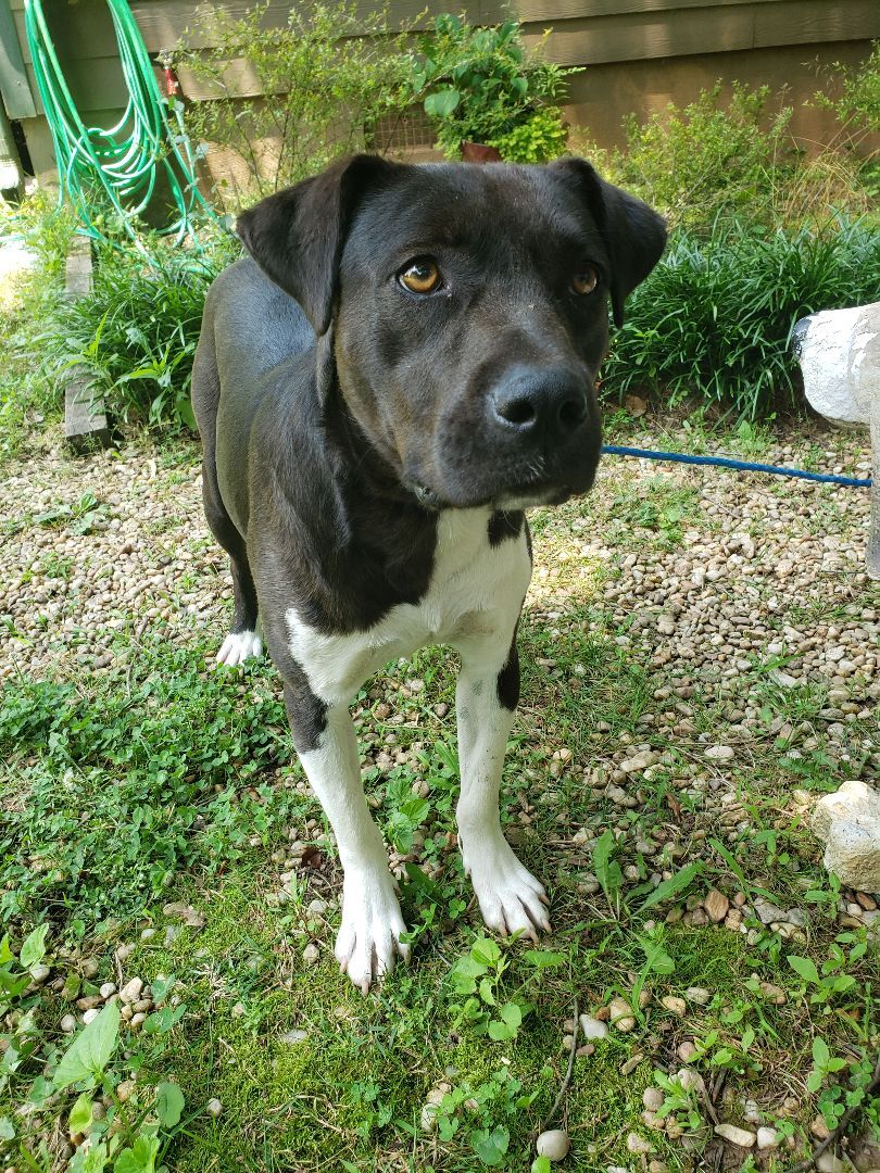 Darlene, Adoptable, Young Female American Staffordshire Terrier & Labrador Retriever.