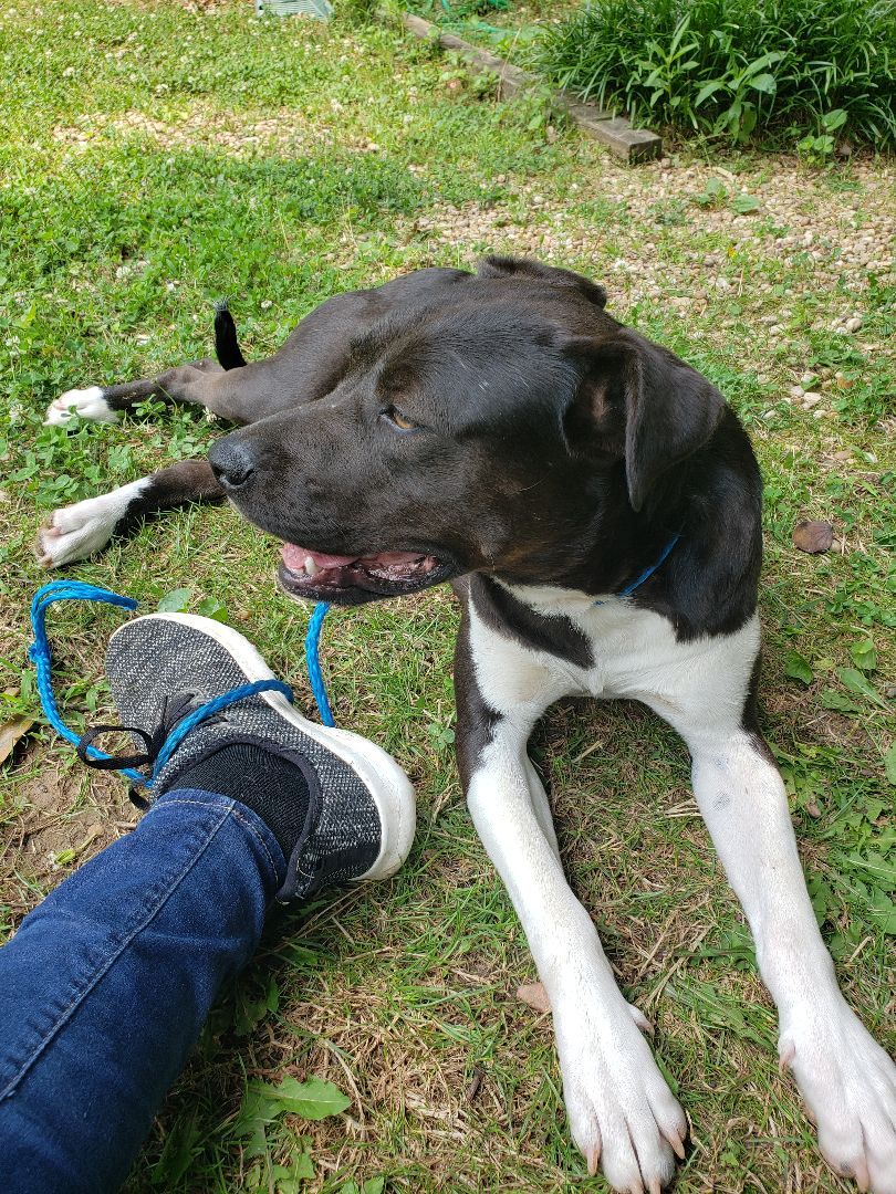 Darlene, a Adoptable mixed breed in Jasper, GA image 2/11