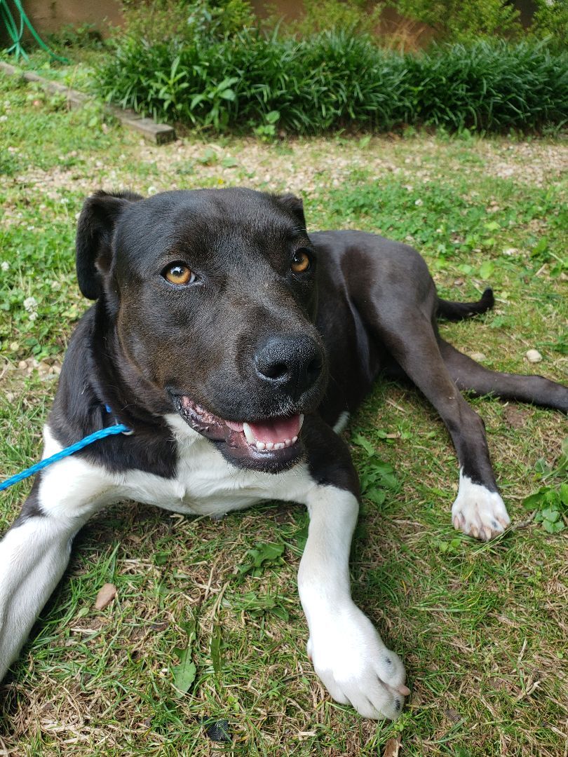 Darlene, a Adoptable mixed breed in Jasper, GA image 3/11