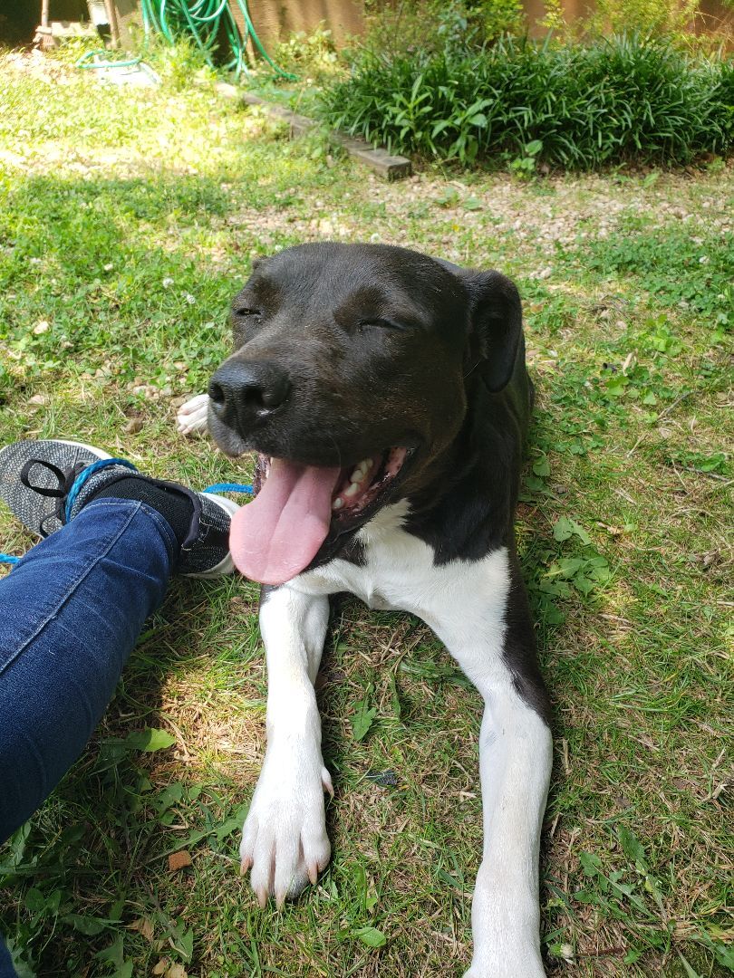 Darlene, a Adoptable mixed breed in Jasper, GA image 4/11