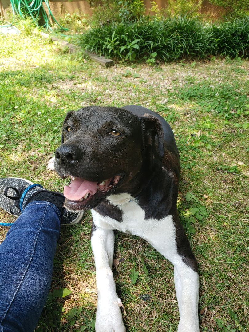 Darlene, a Adoptable mixed breed in Jasper, GA image 5/11