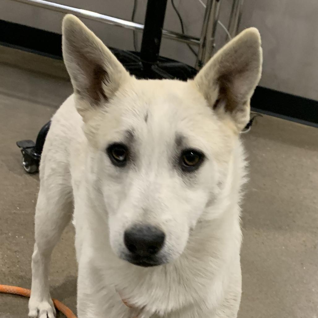 Doc, Adoptable, Young Male Husky & Terrier.