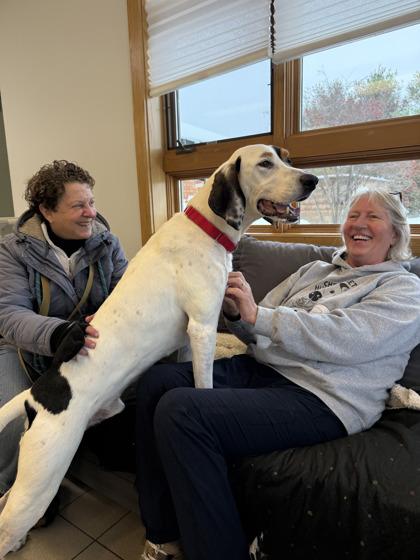 Enlarge Buddy, a Adoptable mixed breed in Traverse City, MI image 3/3