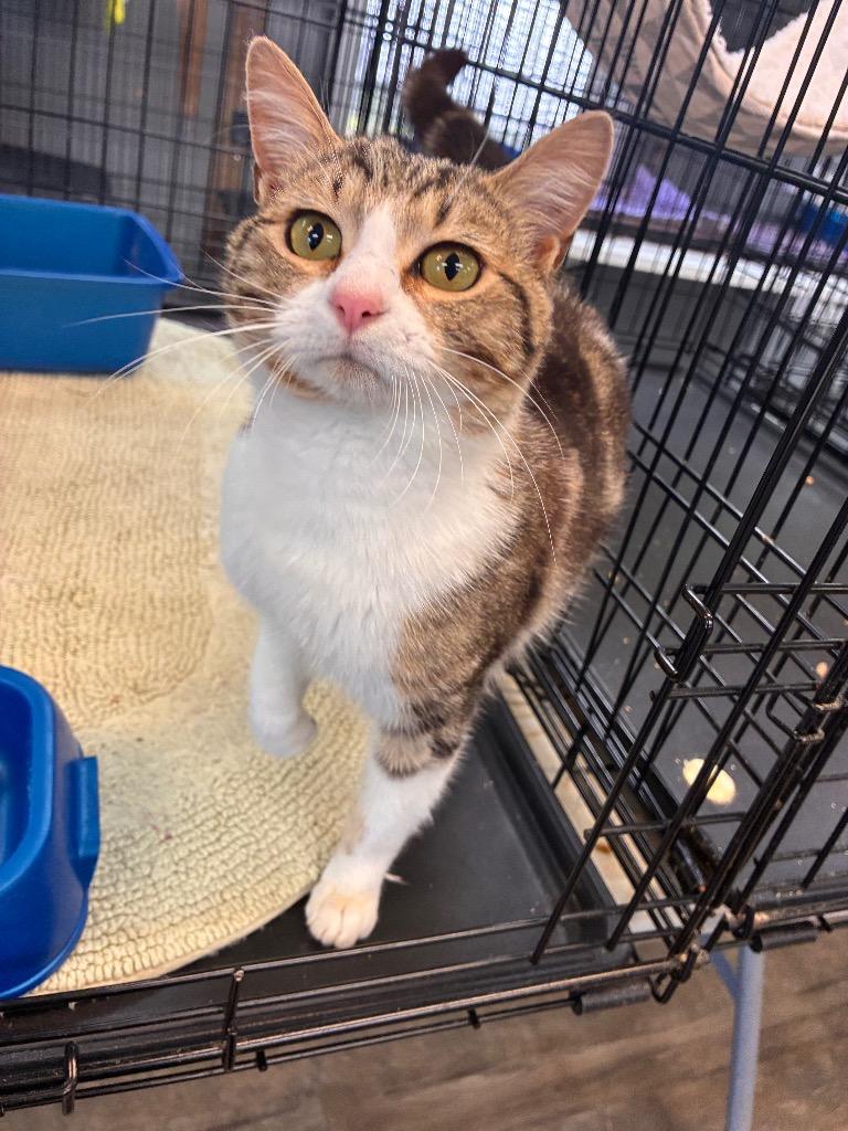 Enlarge Brad Kitt, a ADOPTABLE Domestic Short Hair in Winnsboro, SC image 1/1