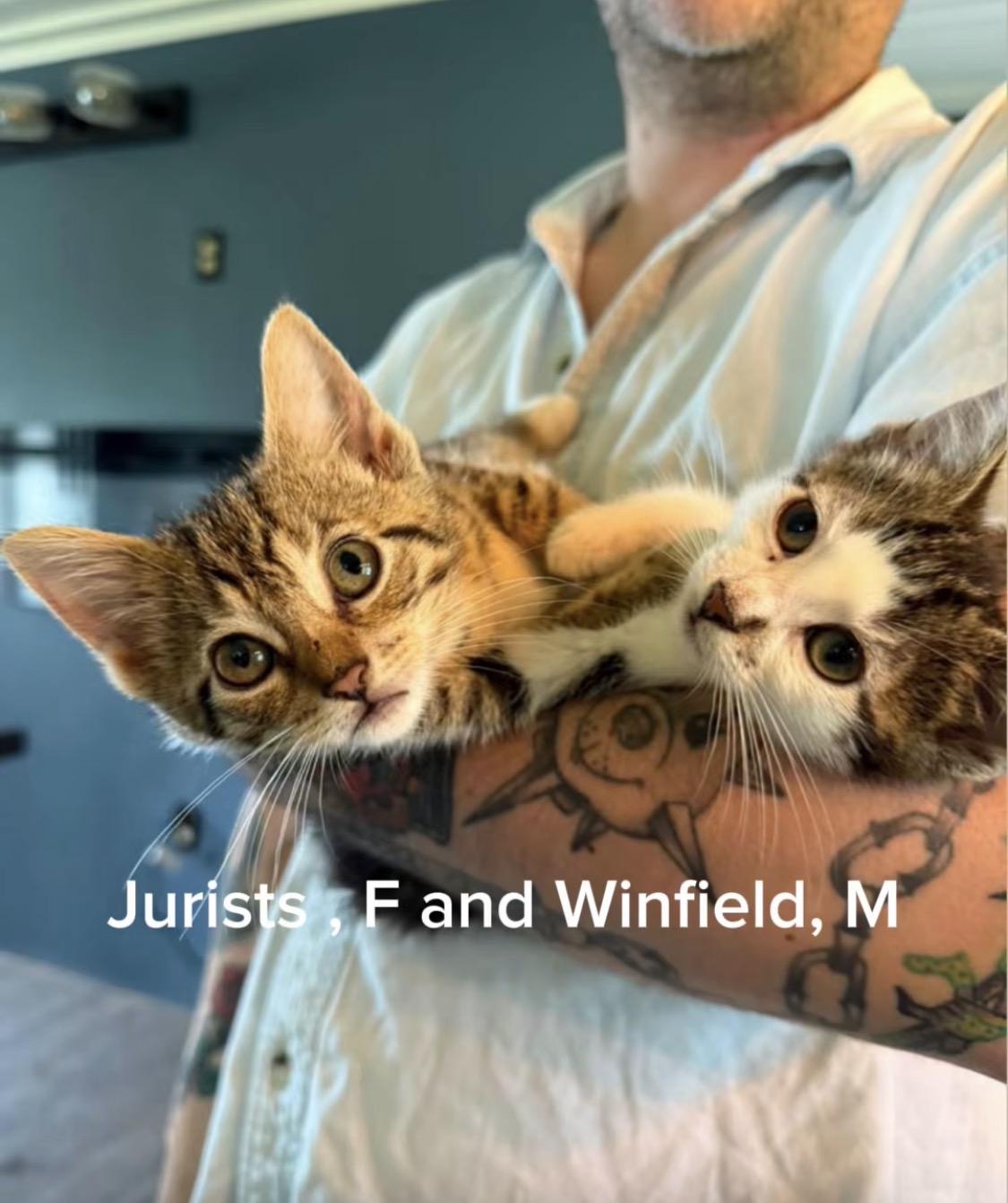 Enlarge Jurists, a Adoptable mixed breed in silver spring, MD image 1/1