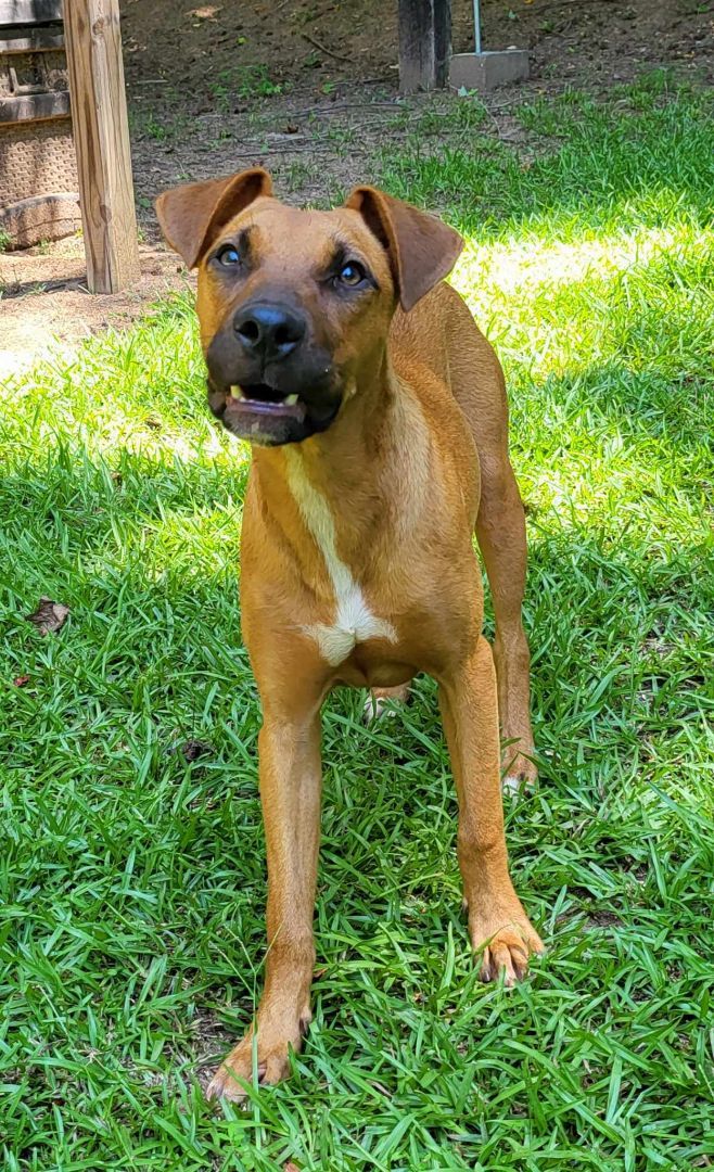 Enlarge Lana, a Adoptable mixed breed in Landrum, SC image 1/5