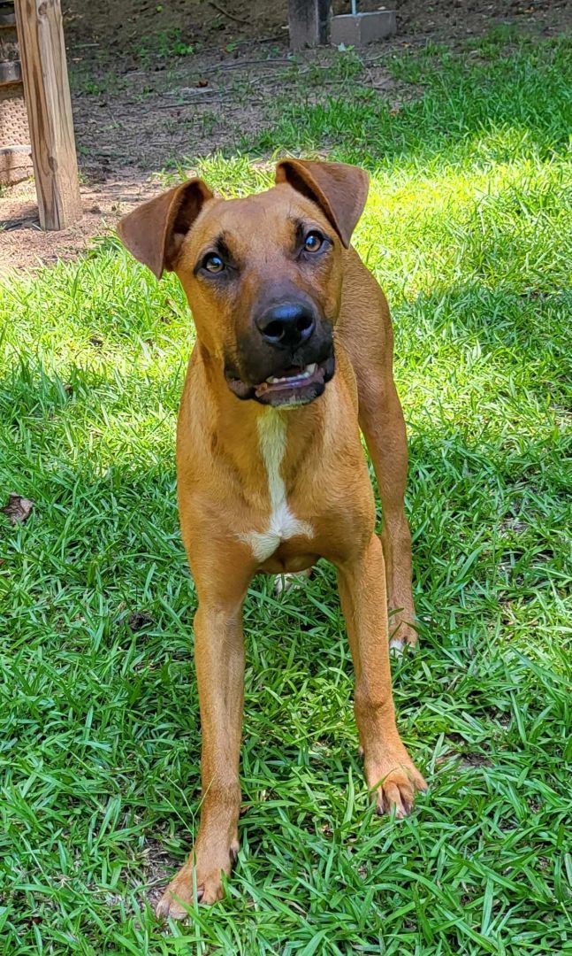 Enlarge Lana, a Adoptable mixed breed in Landrum, SC image 3/5