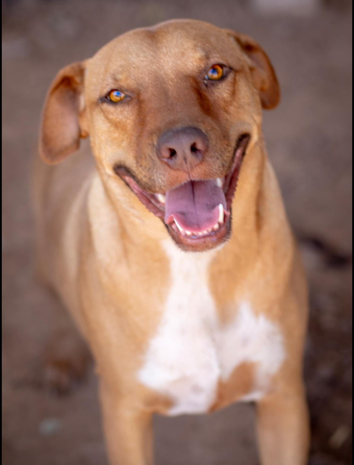 Enlarge Charlie, a ADOPTABLE mixed breed in Casa Grande, AZ image 1/3