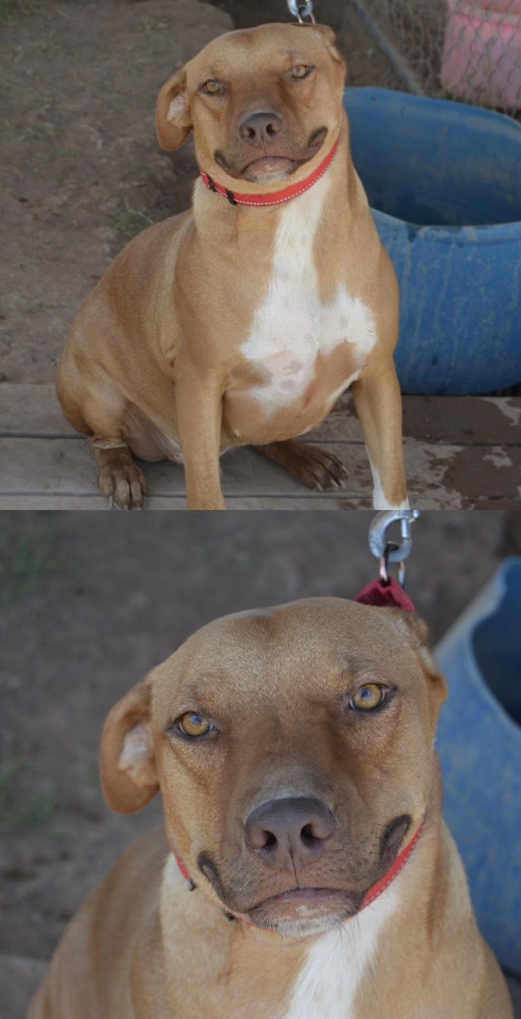 Enlarge Charlie, a ADOPTABLE mixed breed in Casa Grande, AZ image 3/3