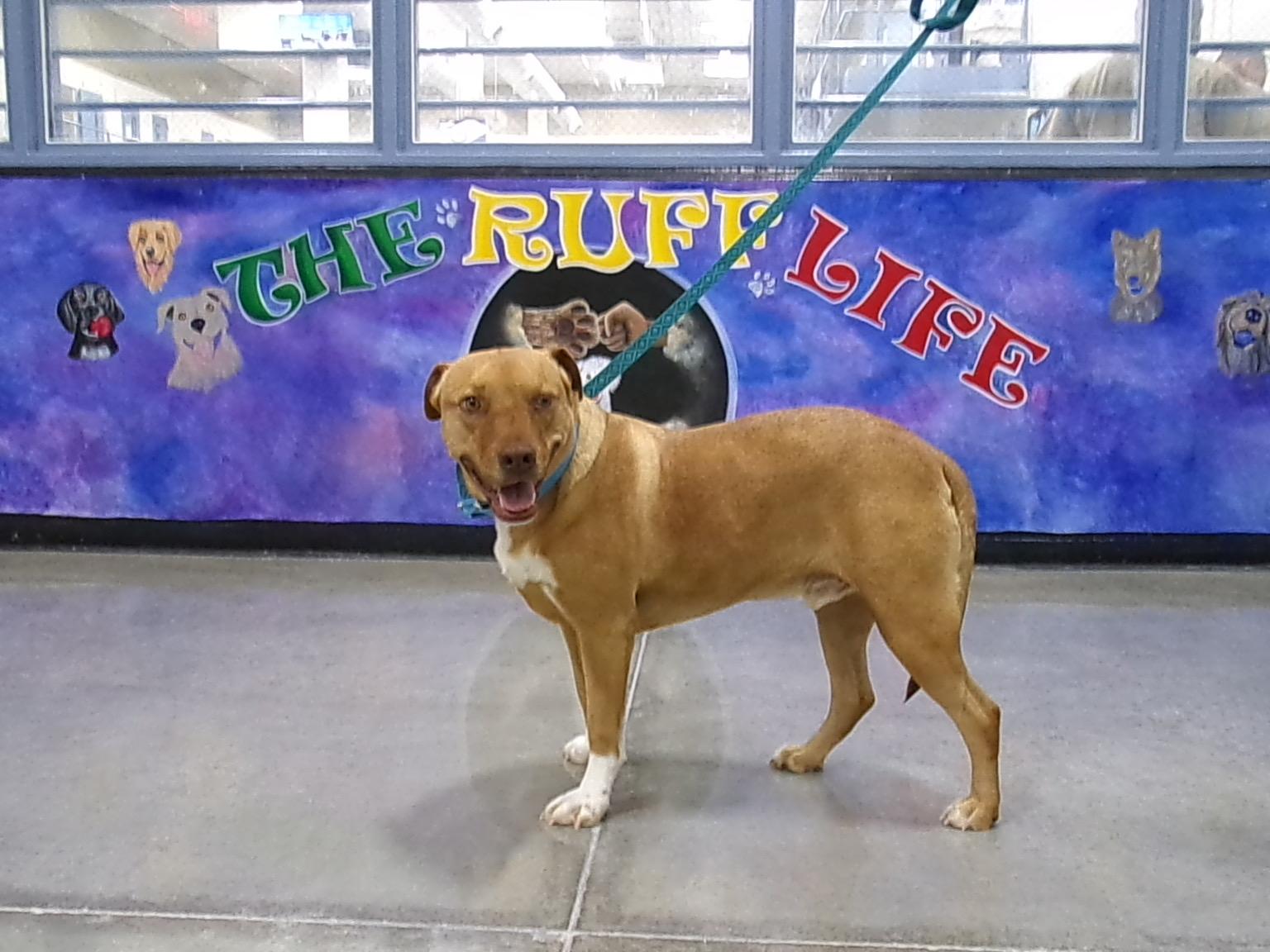 Enlarge Charlie, a ADOPTABLE mixed breed in Casa Grande, AZ image 2/3