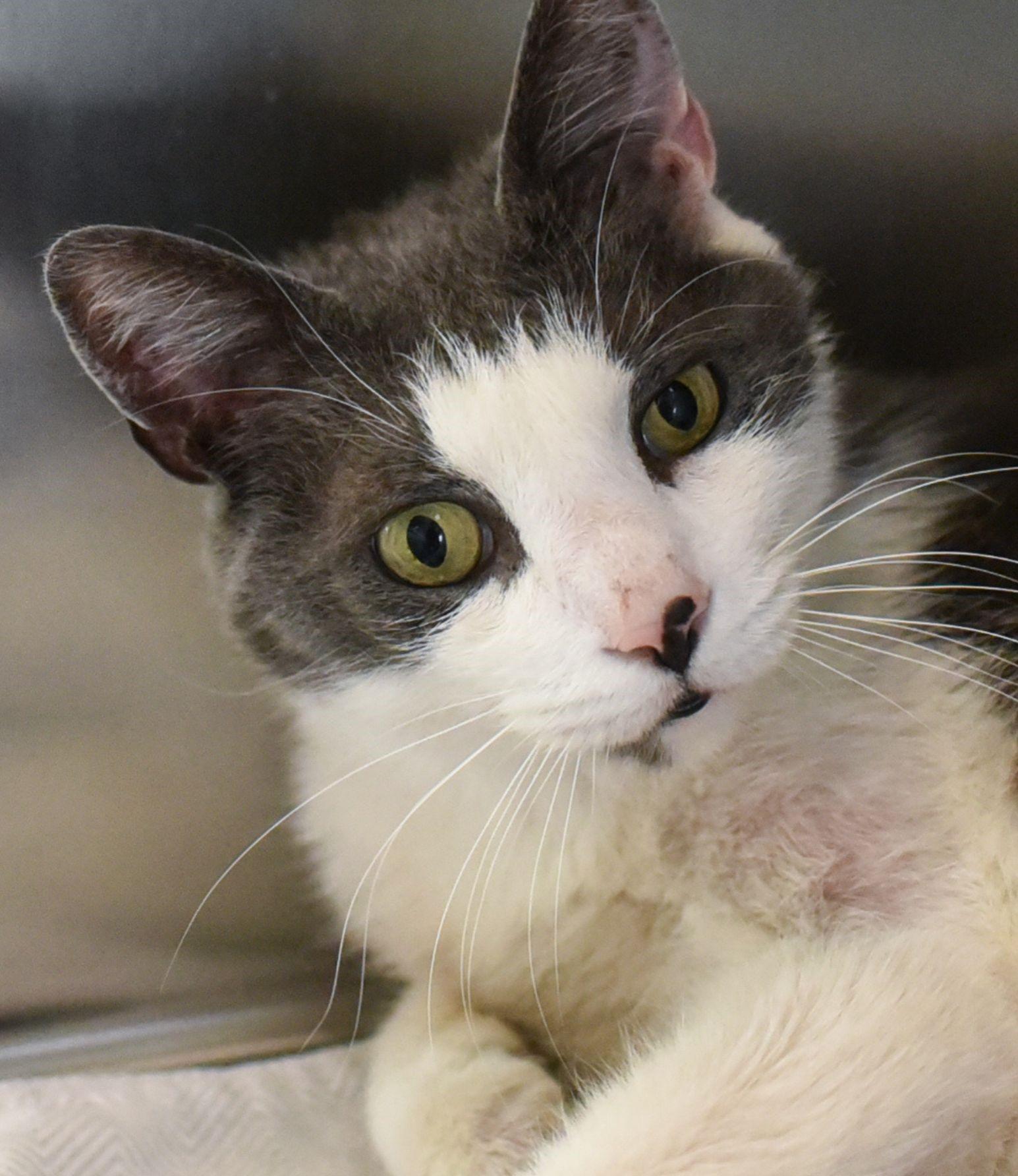 Buddy, ADOPTABLE, Adult Male Domestic Short Hair.