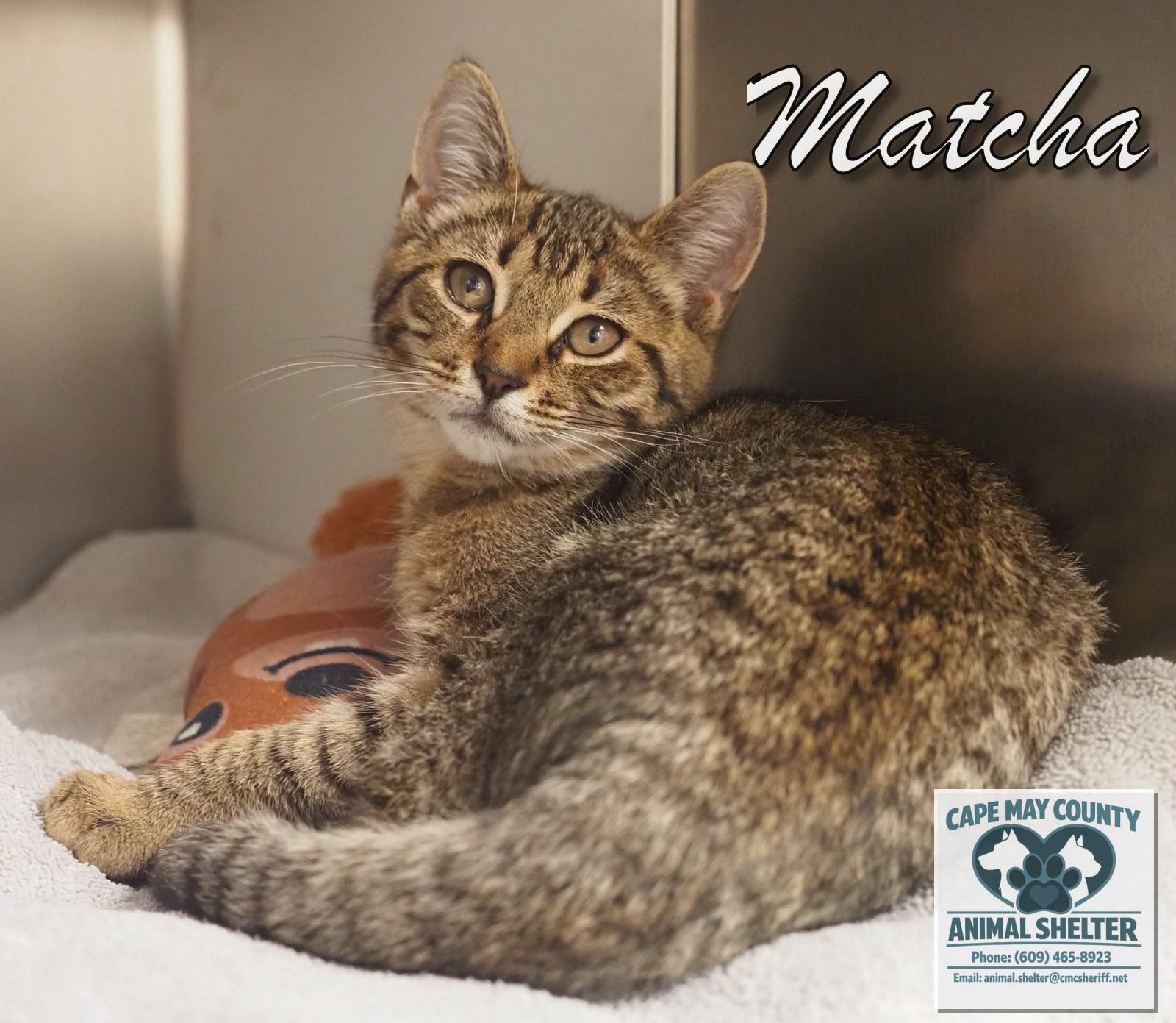 Enlarge Matcha, an adopted Domestic Short Hair in Cape May Court House, NJ image 2/3