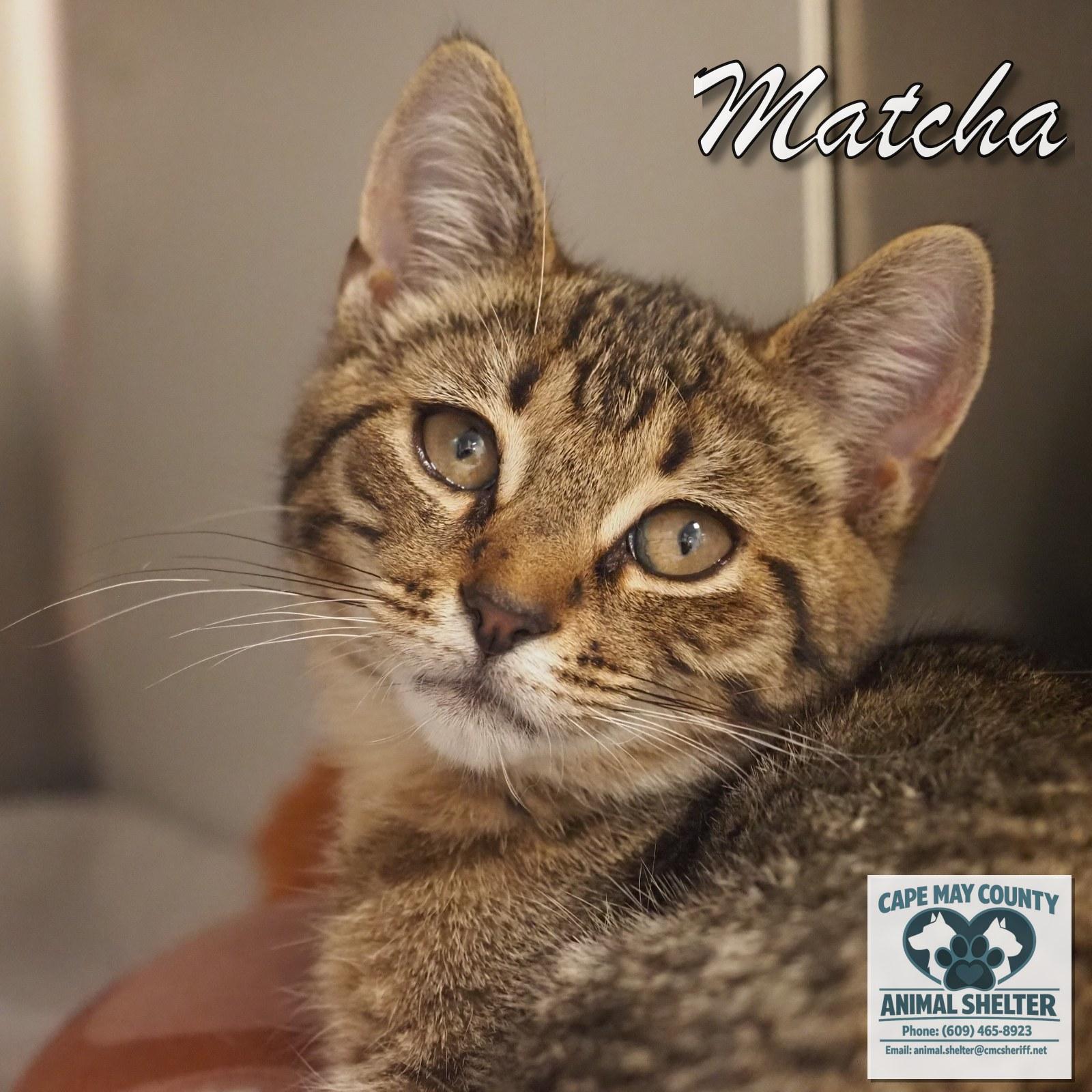 Enlarge Matcha, an adopted Domestic Short Hair in Cape May Court House, NJ image 1/3