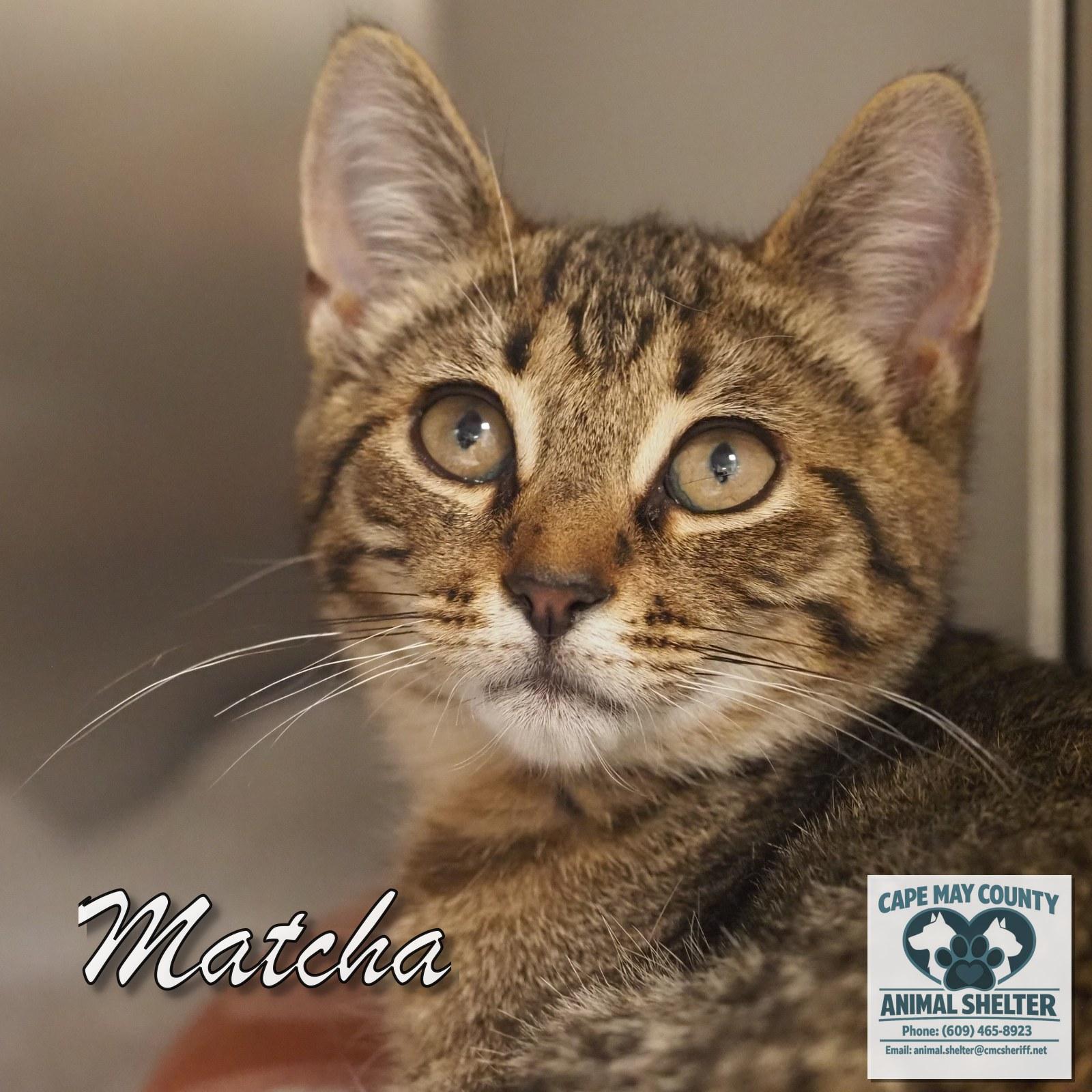 Enlarge Matcha, an adopted Domestic Short Hair in Cape May Court House, NJ image 3/3