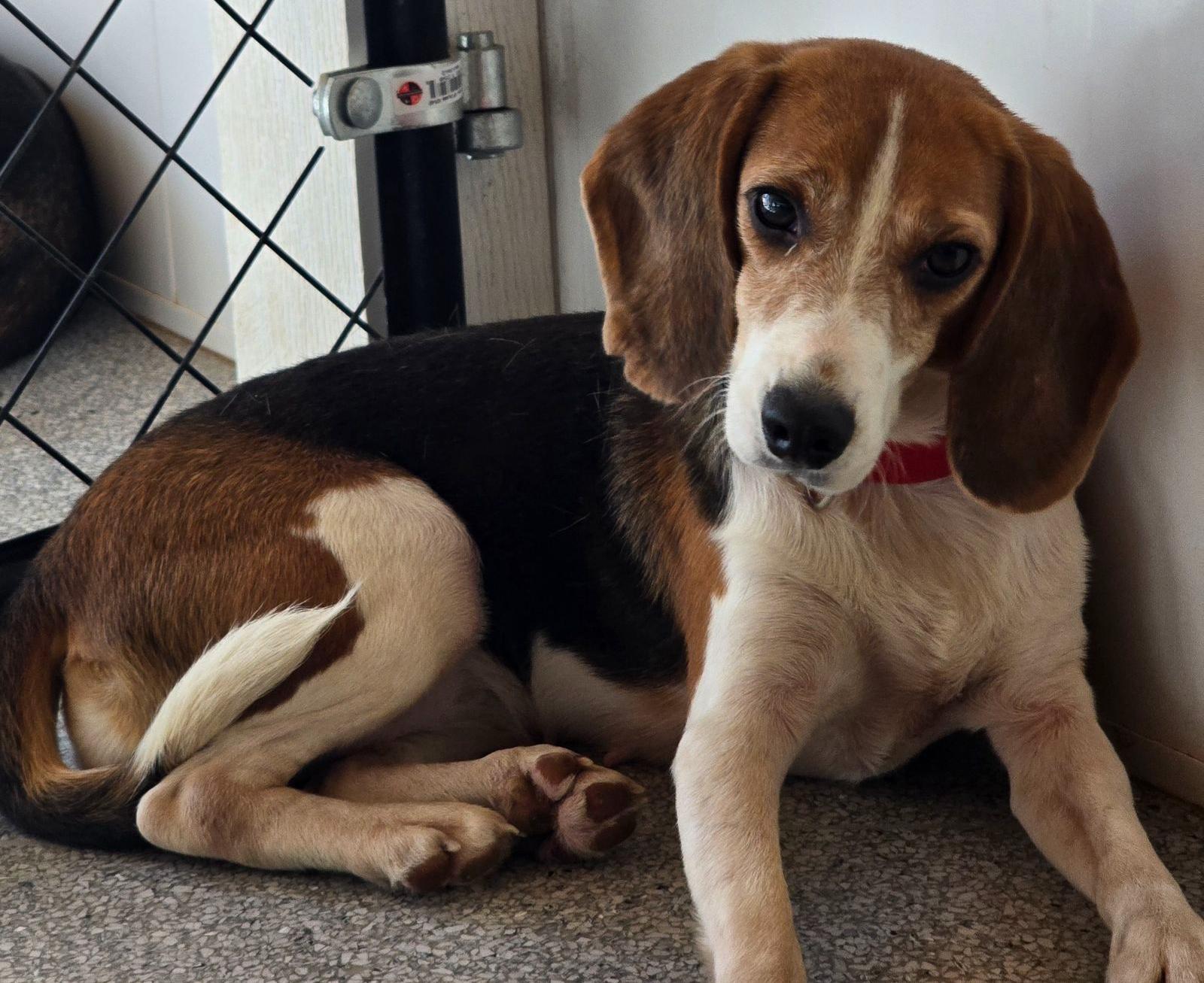 Enlarge Lucille, a Adopted Beagle in Hartville, WY image 3/3