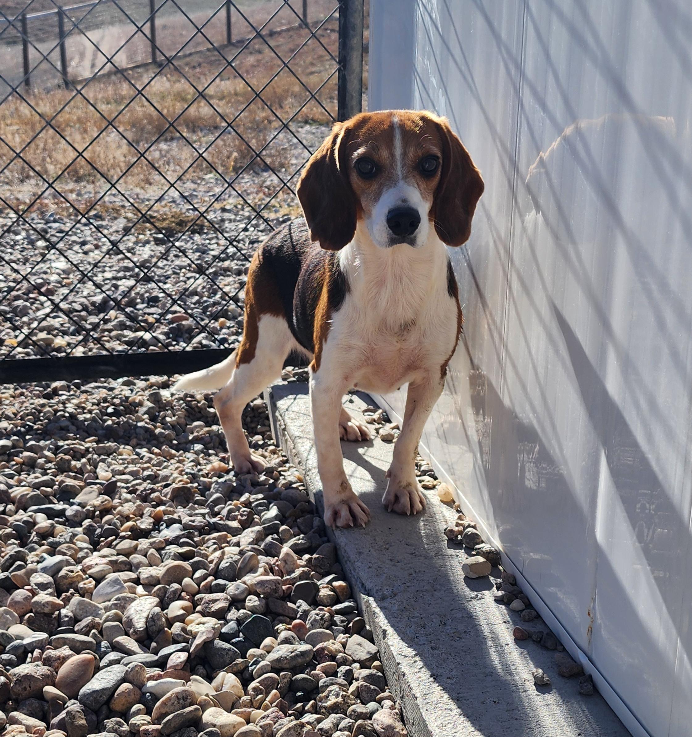 Lucille, an adoptable Beagle in Hartville, WY, 82215 | Photo Image 2