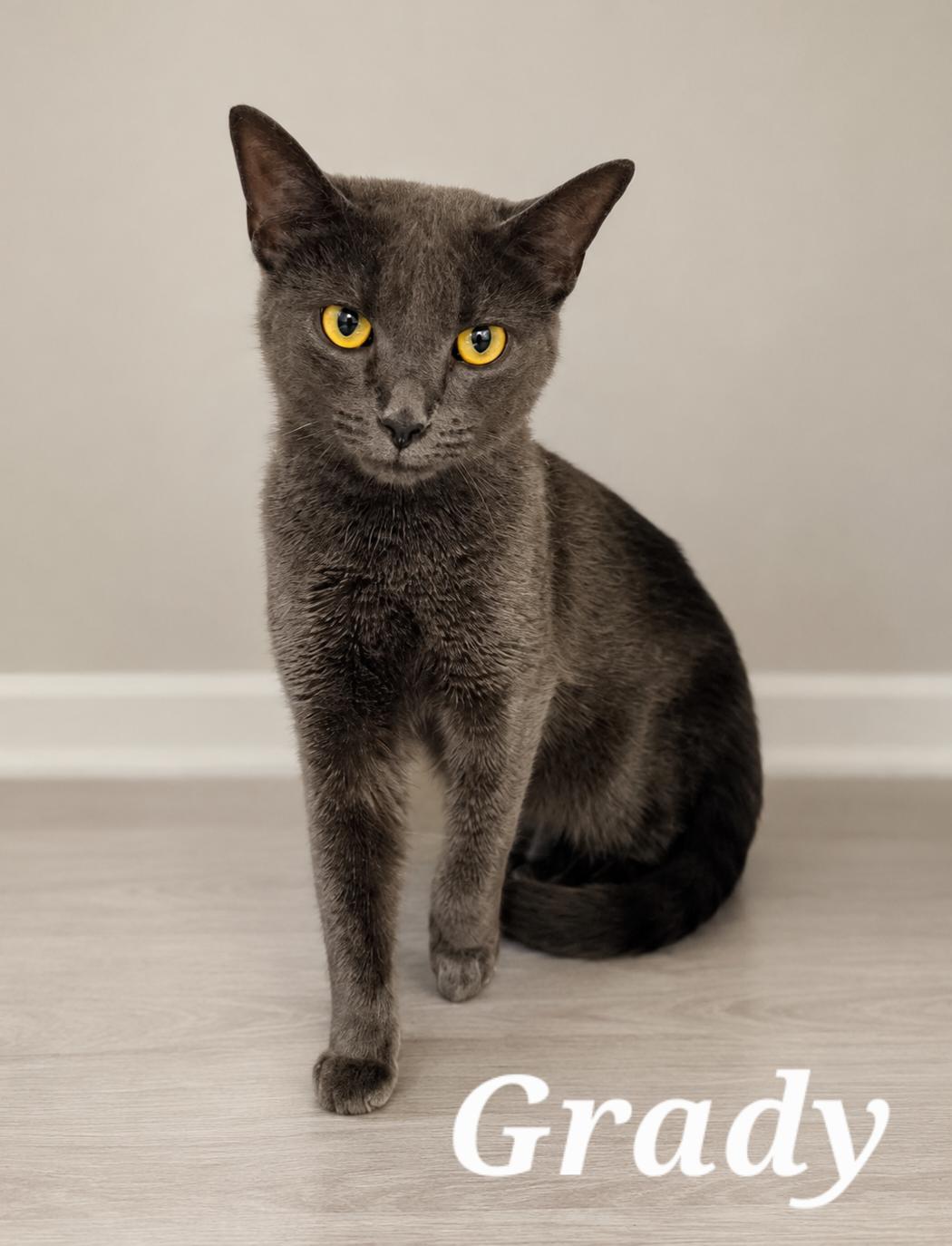 Grady, Adoptable, Young Male Domestic Short Hair.