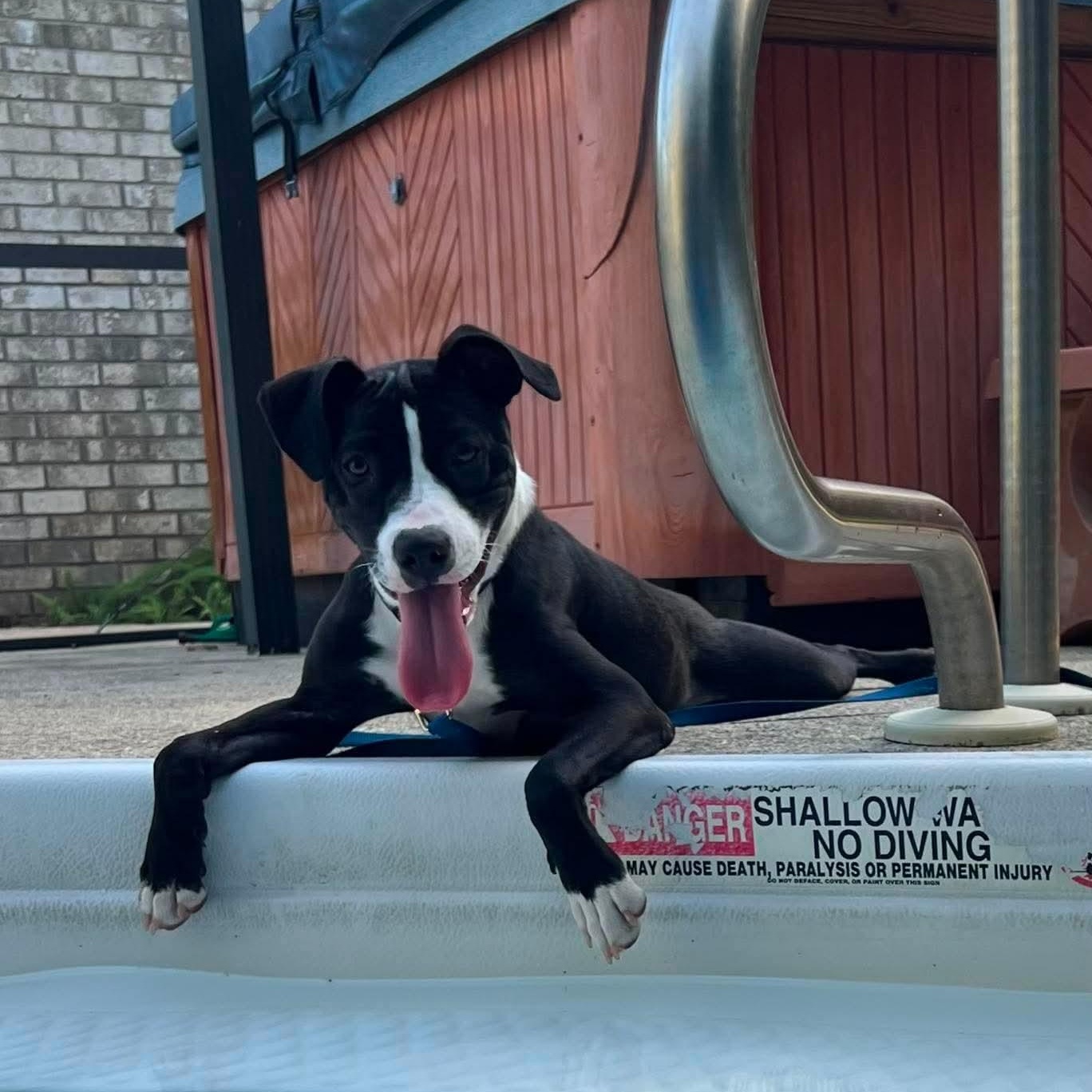 Tootsie, ADOPTABLE, Puppy Female Boxer & American Bully.