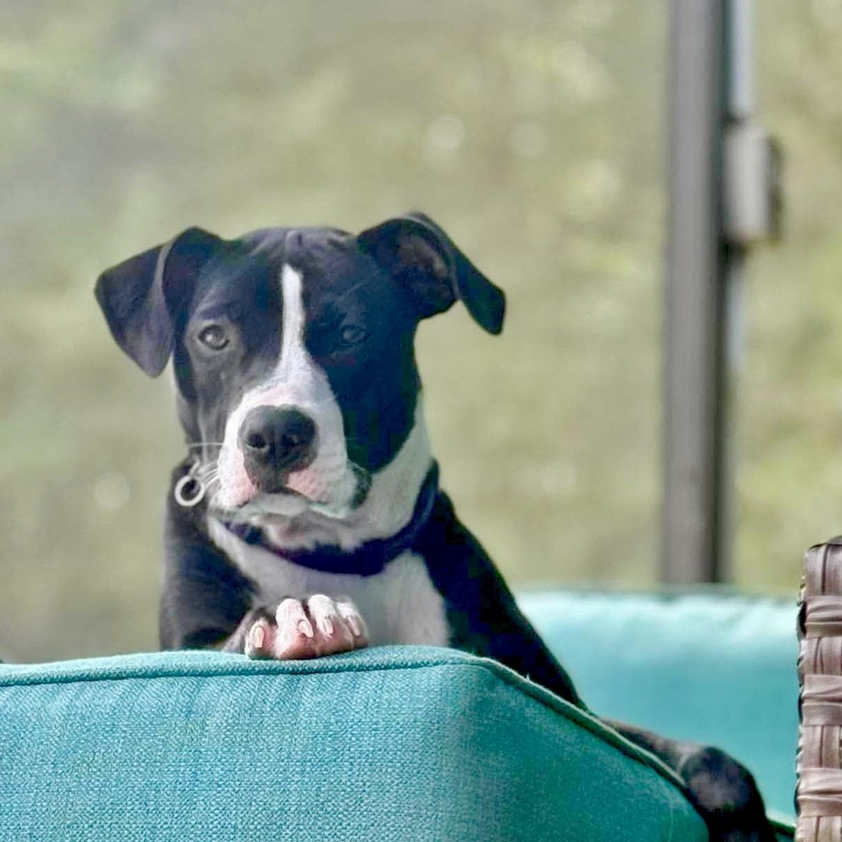 Enlarge Tootsie, a ADOPTABLE mixed breed in Milton, FL image 4/6