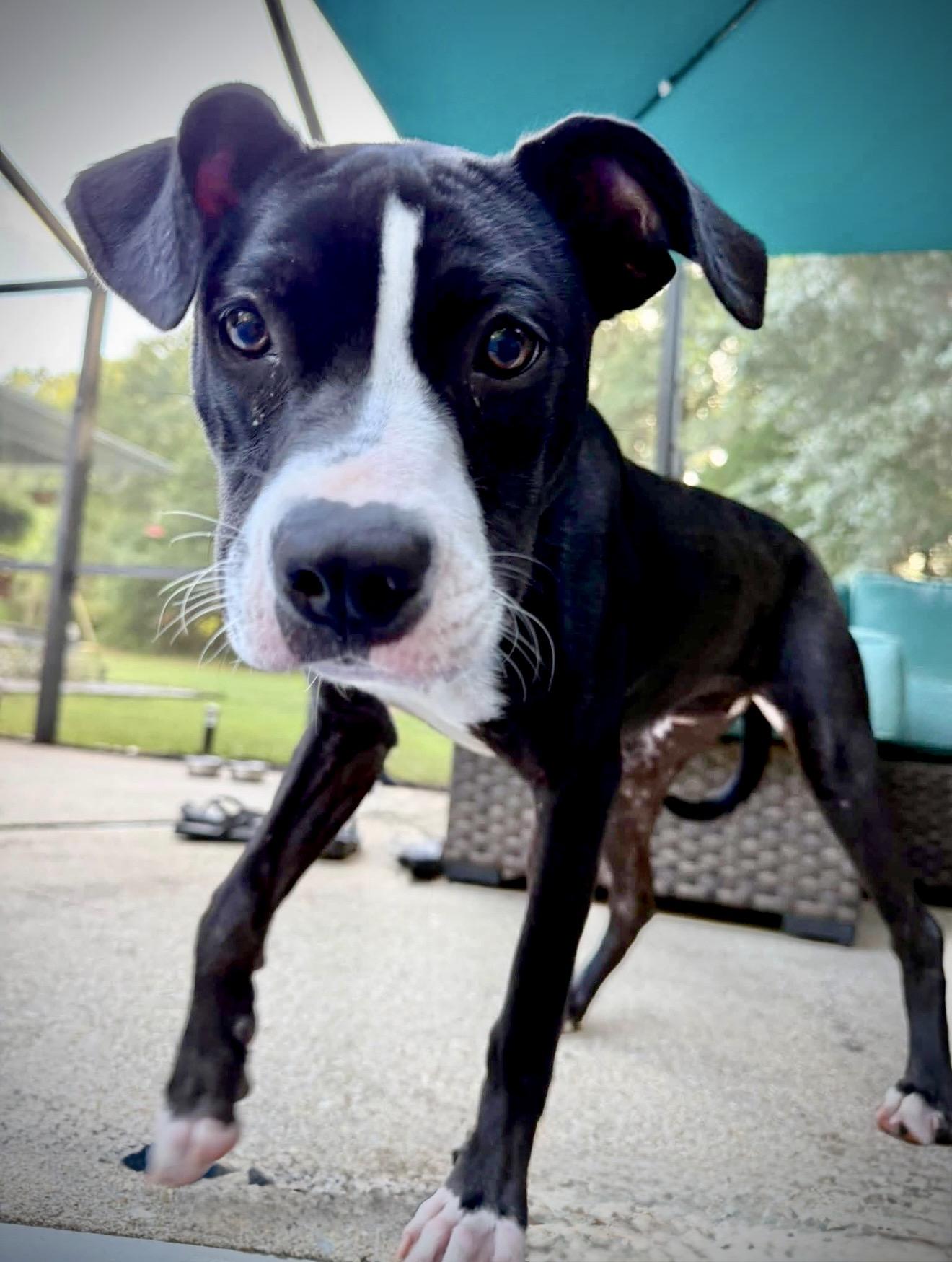 Enlarge Tootsie, a ADOPTABLE mixed breed in Milton, FL image 2/6
