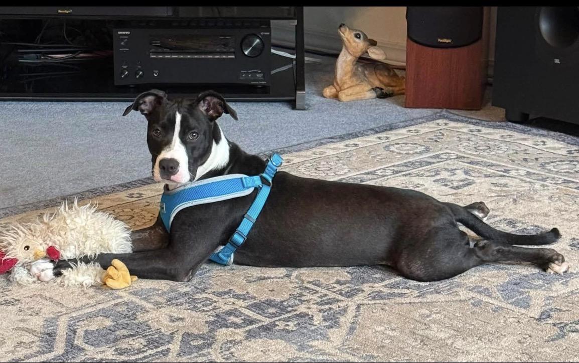 Enlarge Tootsie, a ADOPTABLE mixed breed in Milton, FL image 5/6