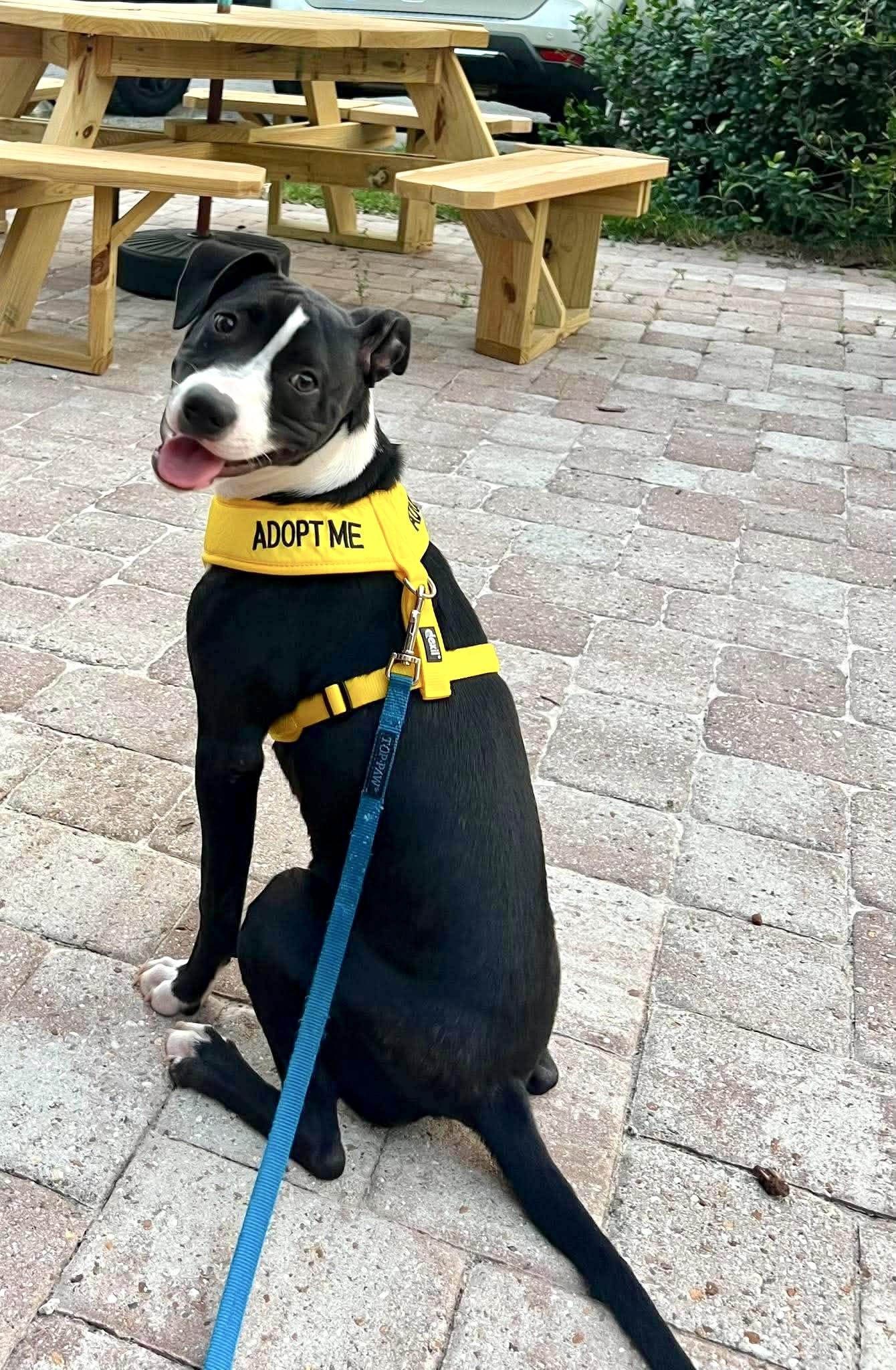 Enlarge Tootsie, a ADOPTABLE mixed breed in Milton, FL image 3/6