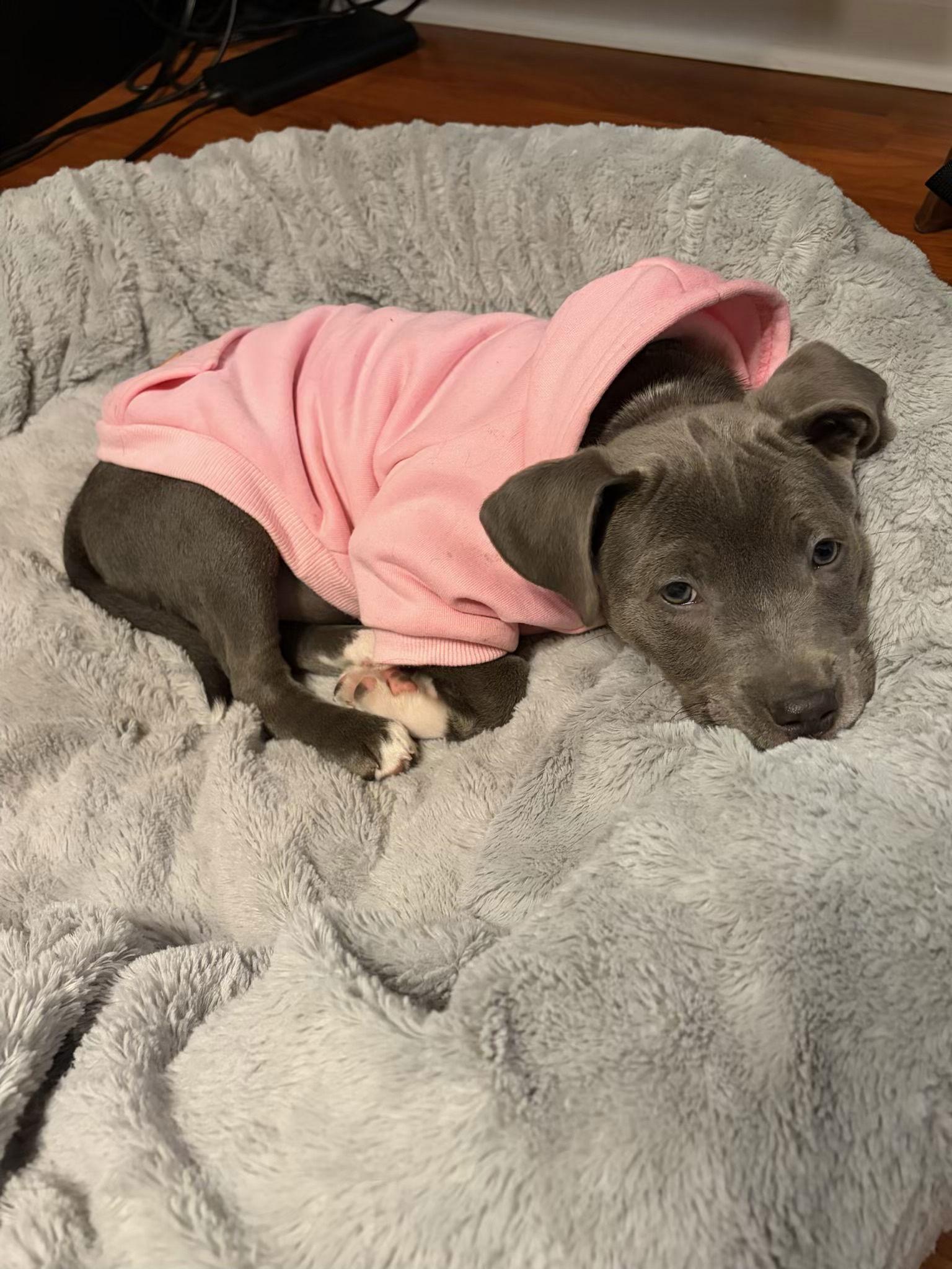 Kenzo, Adoptable, Puppy Female American Bulldog & Labrador Retriever.