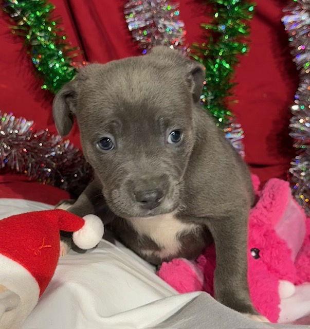 Kenzo, Adoptable, Puppy Female American Bulldog & Labrador Retriever.