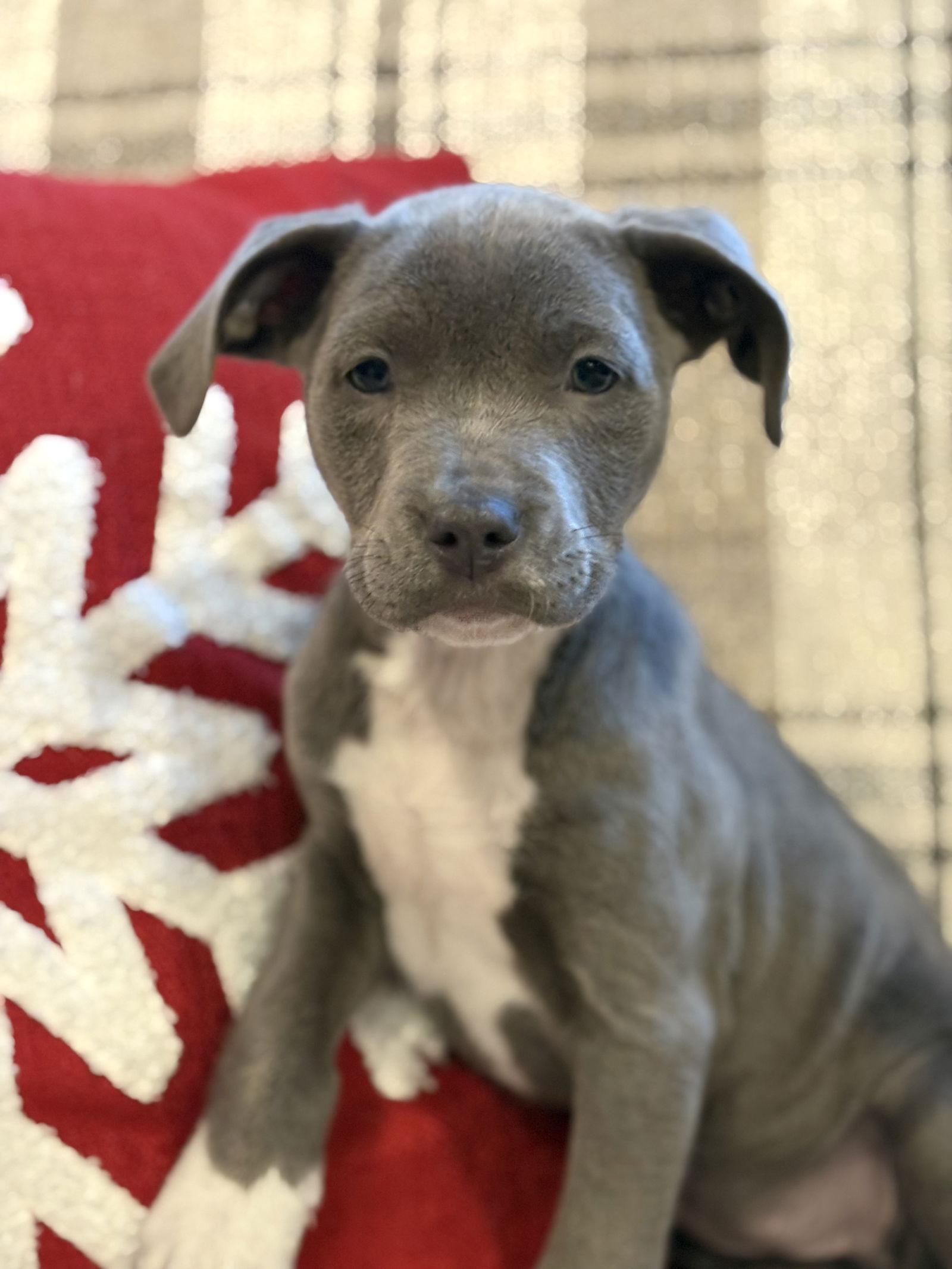 Kenzo, a Adoptable mixed breed in Tarrytown, GA image 2/3