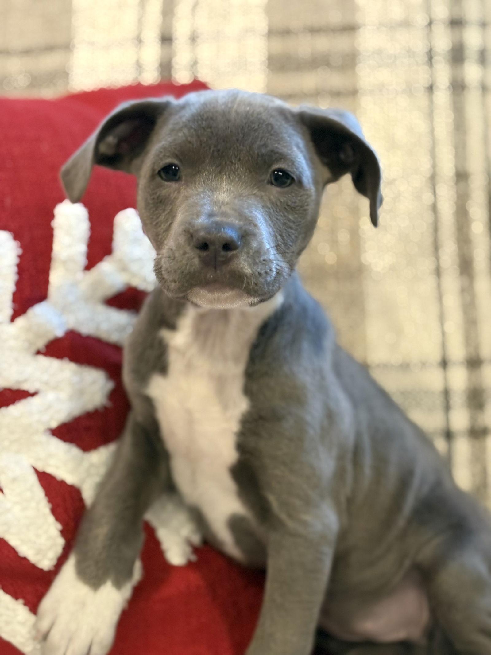 Kenzo, a Adoptable mixed breed in Tarrytown, GA image 3/3