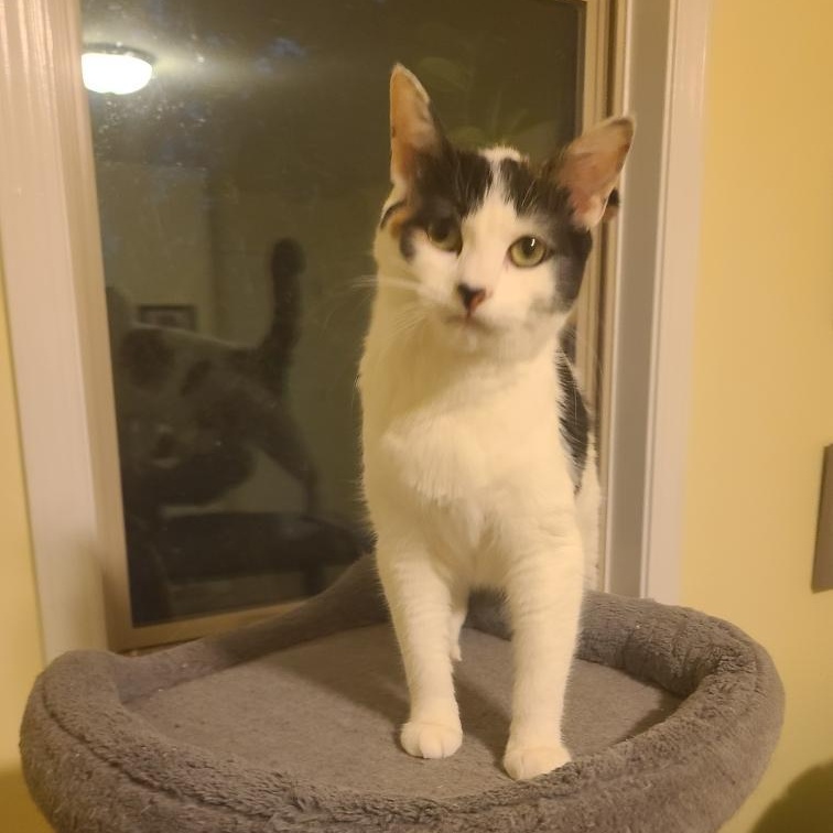 Enlarge Roxanne Ritchi - Athens, Ga, an adoptable mixed breed in Athens, GA image 5/6