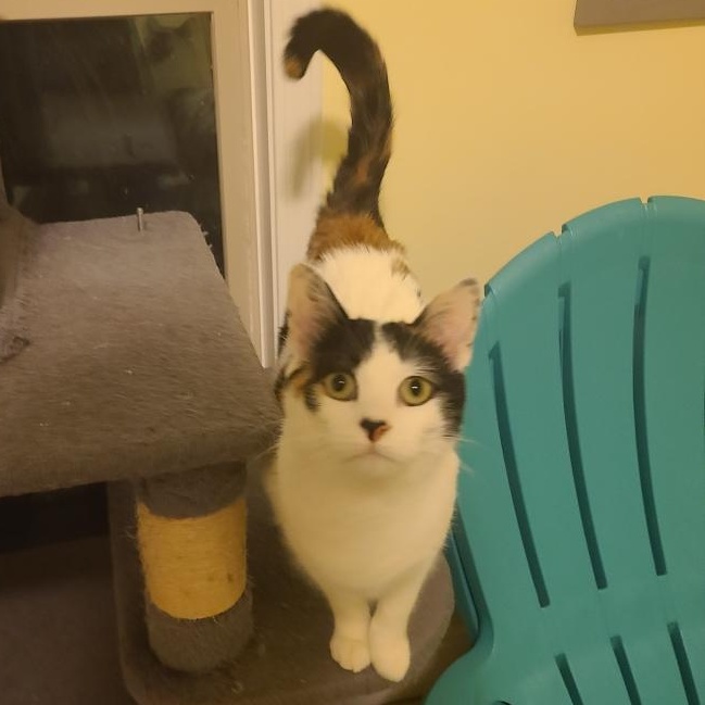 Roxanne Ritchi - Athens, Ga, adoptable, Young Female Domestic Short Hair & Calico.