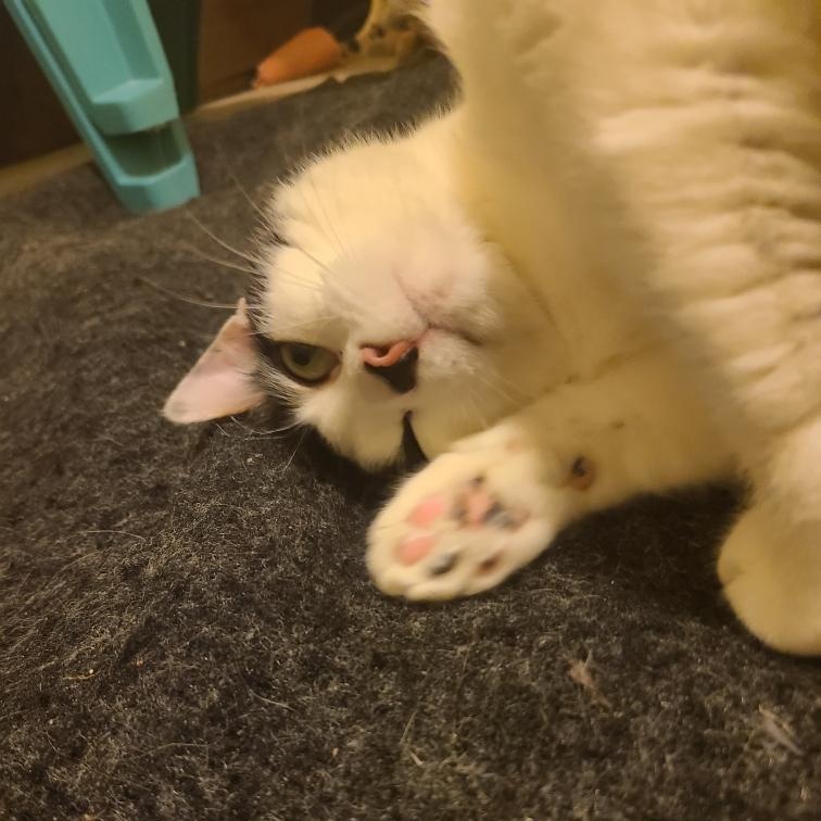 Enlarge Roxanne Ritchi - Athens, Ga, an adoptable mixed breed in Athens, GA image 3/6