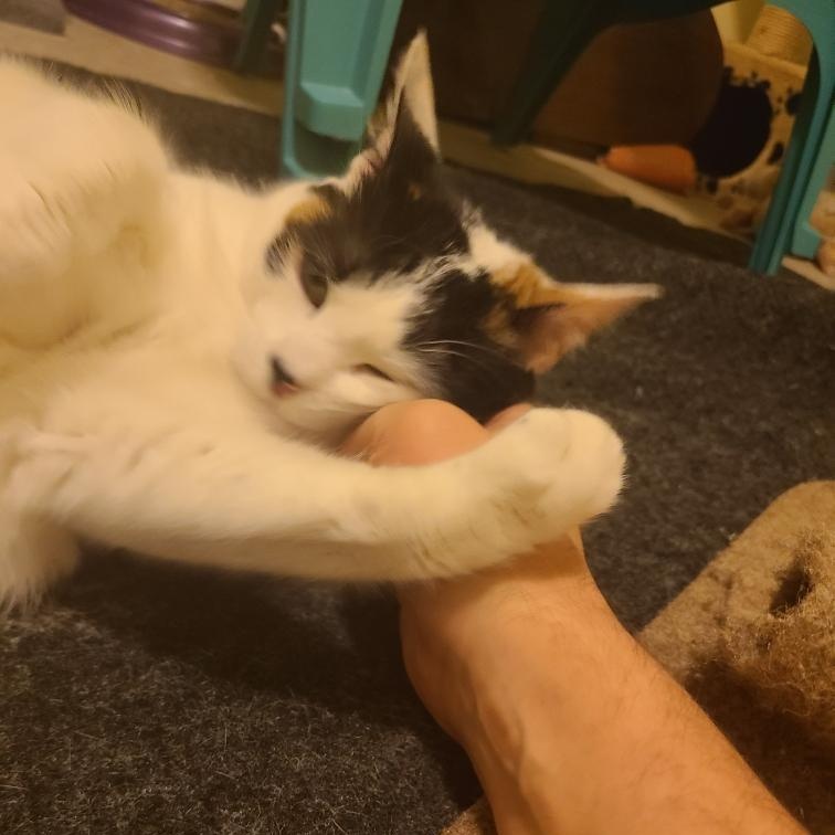 Enlarge Roxanne Ritchi - Athens, Ga, an adoptable mixed breed in Athens, GA image 4/6