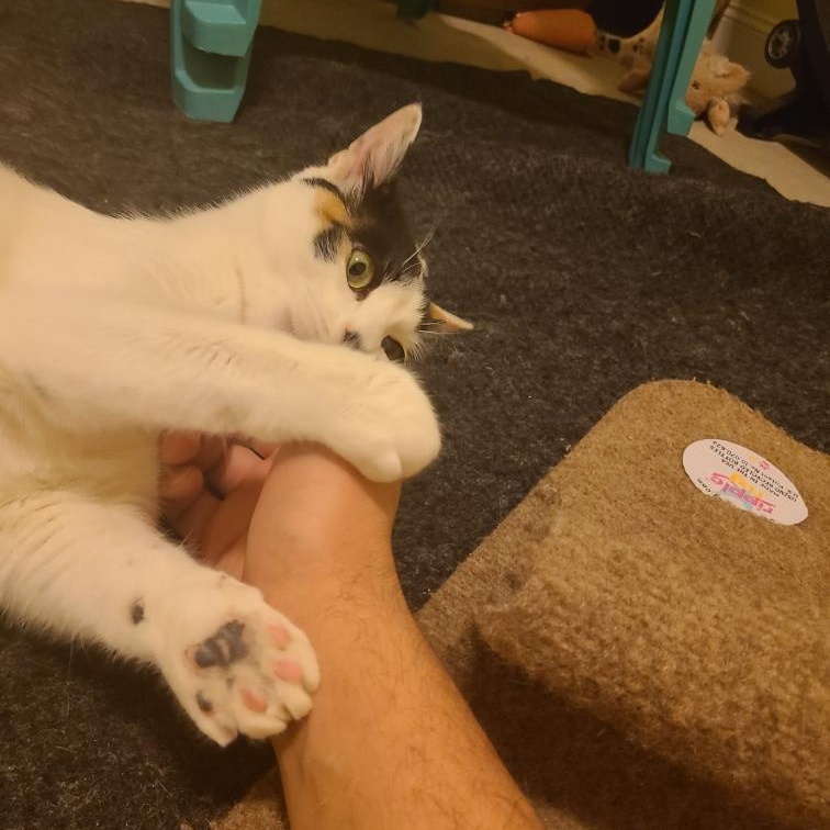 Enlarge Roxanne Ritchi - Athens, Ga, an adoptable mixed breed in Athens, GA image 2/6