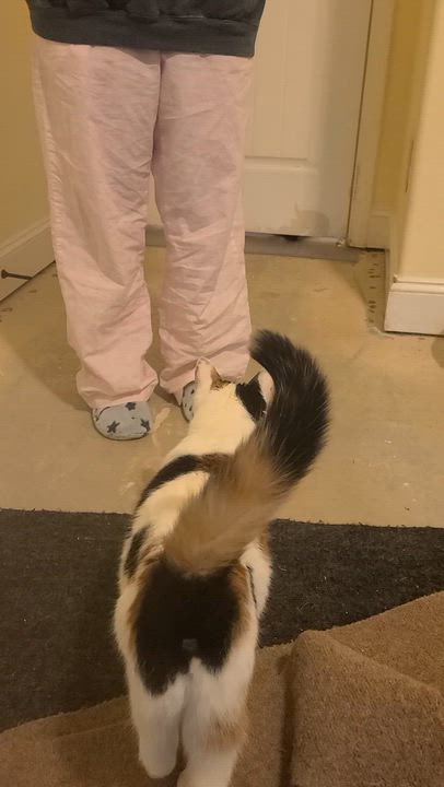 Enlarge Roxanne Ritchi - Athens, Ga, an adoptable mixed breed in Athens, GA video 6/6