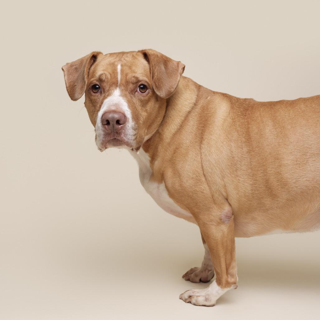 Pigeon, a Adoptable Mixed Breed in Pittsburgh, PA image 1/6