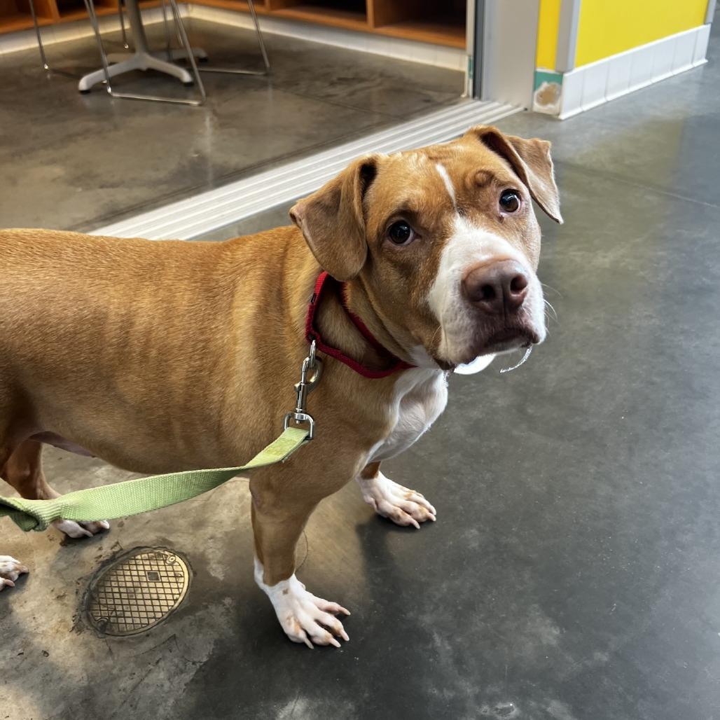 Pigeon, a Adoptable Mixed Breed in Pittsburgh, PA image 2/6