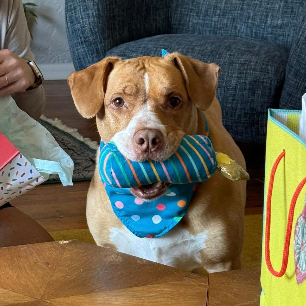 Enlarge Pigeon, a Adoptable Mixed Breed in Pittsburgh, PA image 4/6